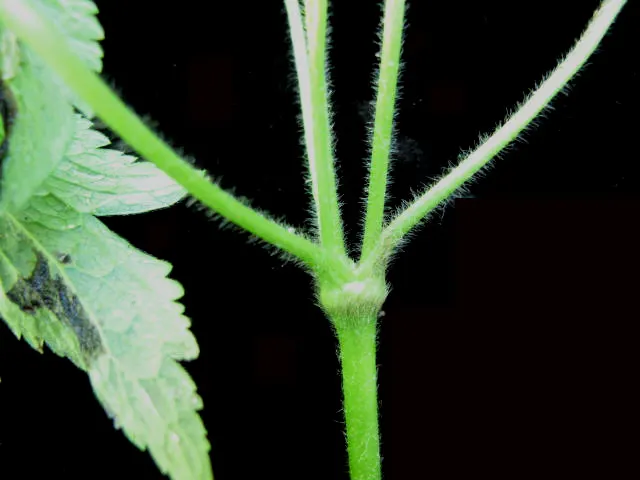 Tall Thimbleweed (Anemone Virginiana) — appear in late spring to early summer and provide a delightful display against the plant's lush foliage, image 58