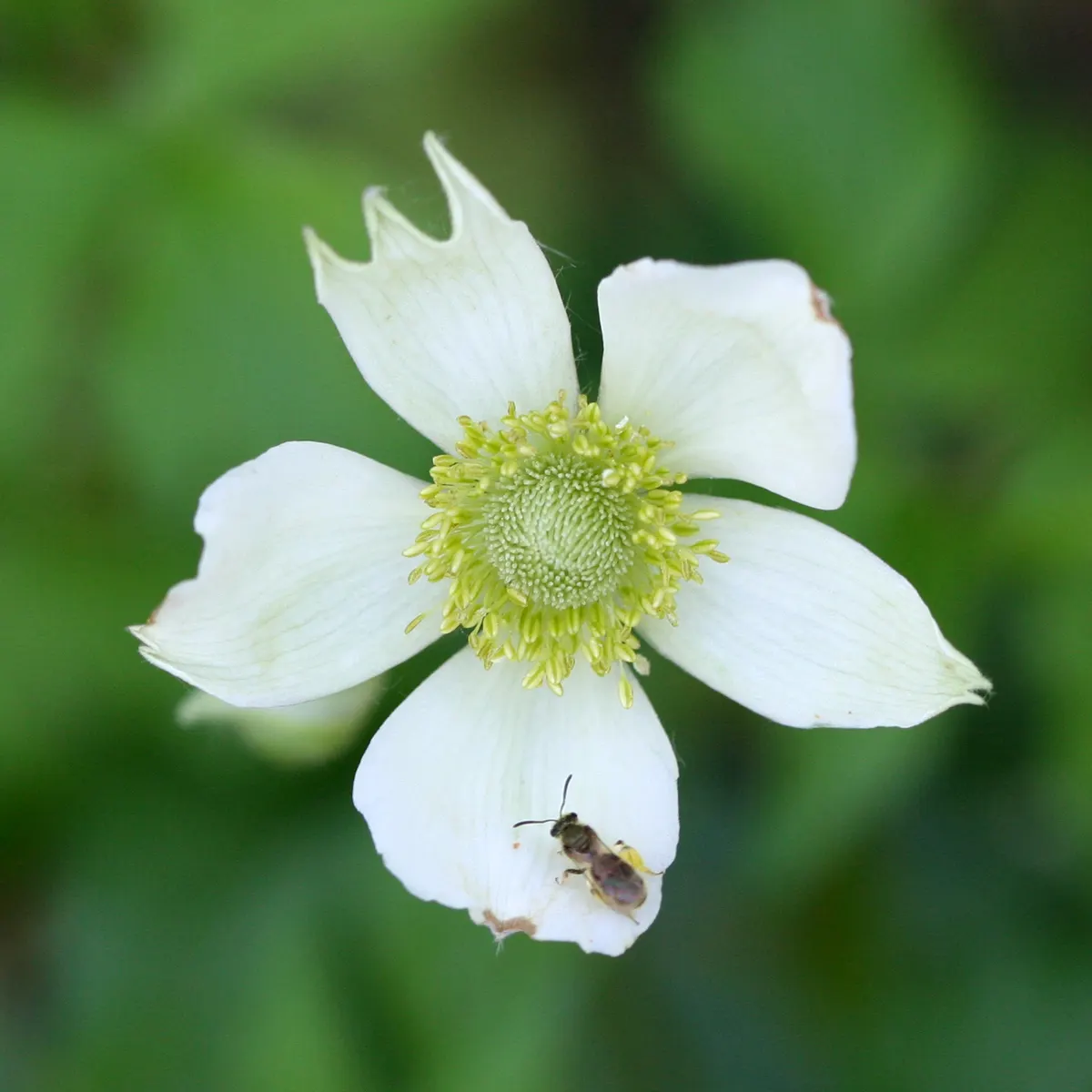 Tall Thimbleweed (Anemone Virginiana) — Its adaptability makes it a useful component in a variety of design scenarios; tall Thimbleweed (Anemone, image 44