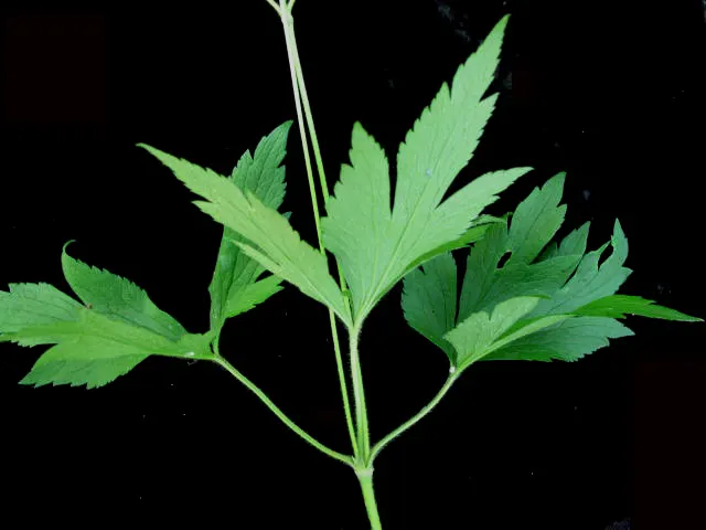 Tall Thimbleweed (Anemone Virginiana) — which typically measure around 1 to 2 inches across; its adaptability makes it a useful component in a variety of
