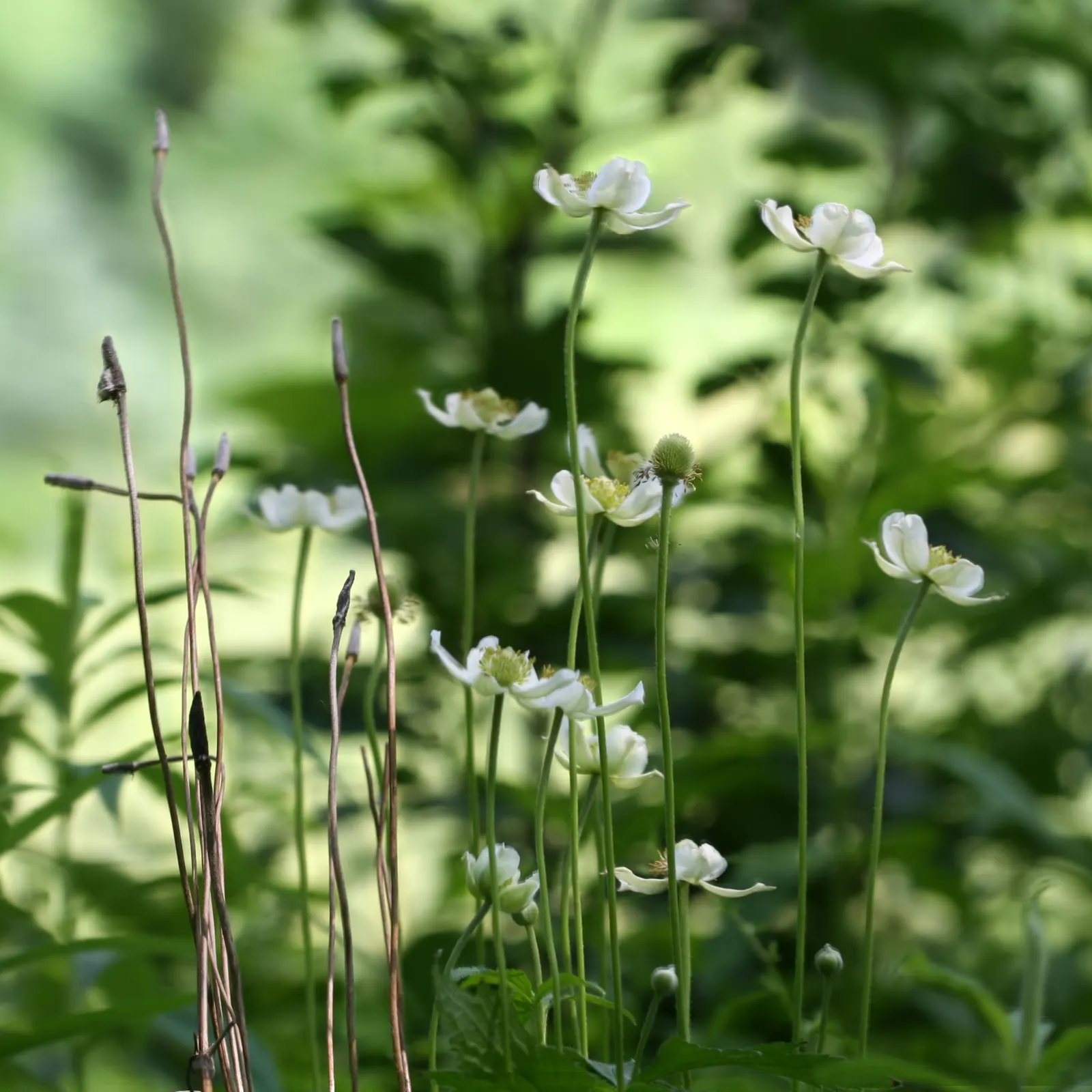 Tall Thimbleweed (Anemone Virginiana) — it showcases deeply lobed leaves and white flowers in late spring to early summer; from full sun to partial, image 50