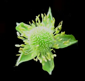 Tall Thimbleweed (Anemone Virginiana) — perennial with white blooms; is a North American native perennial well-suited for the naturalistic, image 47