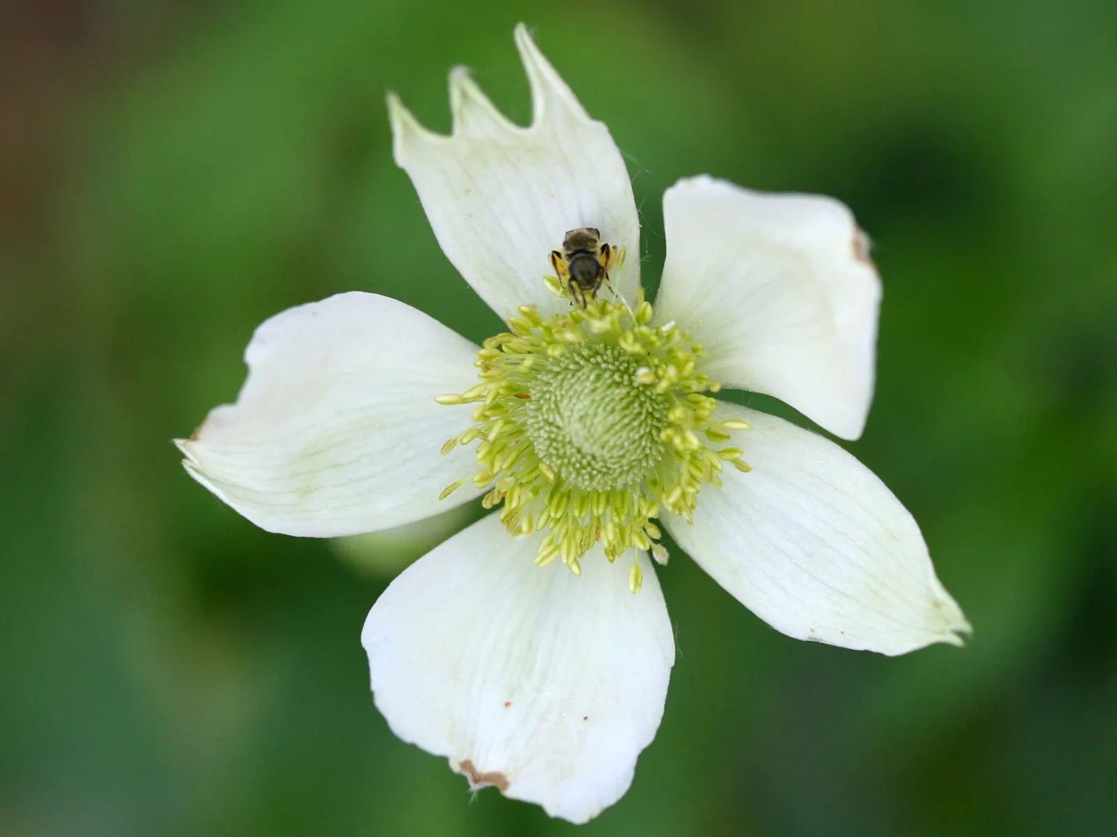 Tall Thimbleweed (Anemone Virginiana) — It thrives in USDA zones 3-8, preferring full sun to partial shade and well-drained soil; which typically, image 52