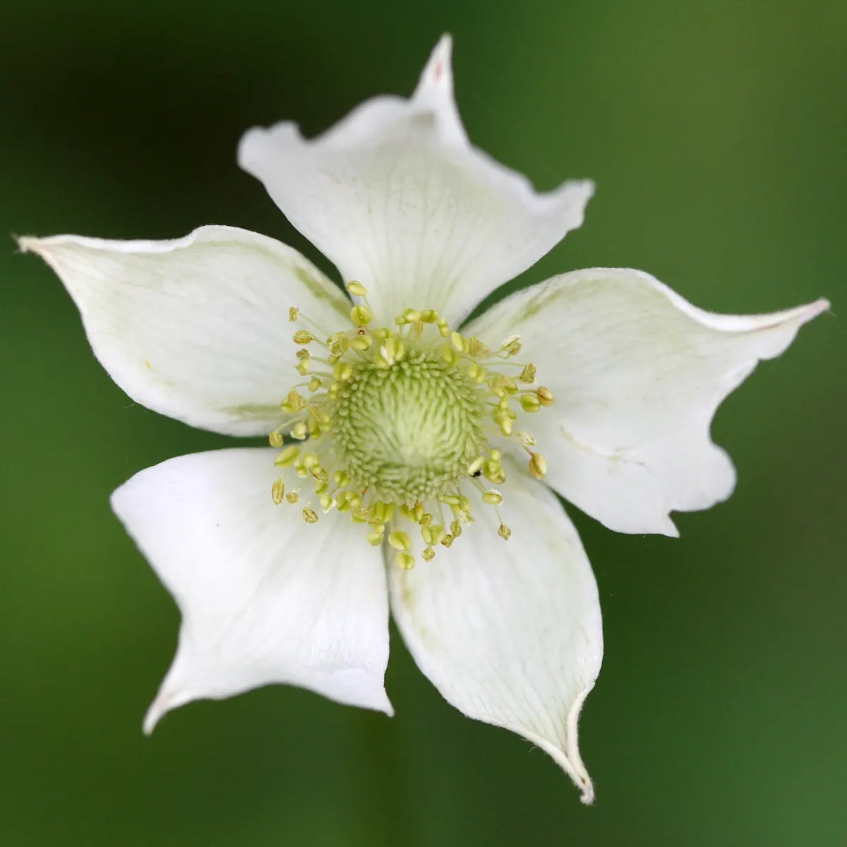 Tall Thimbleweed (Anemone Virginiana) — this species of anemone is known for its charming yet subtle appeal.<br><br>Featuring an upright habit, image 56