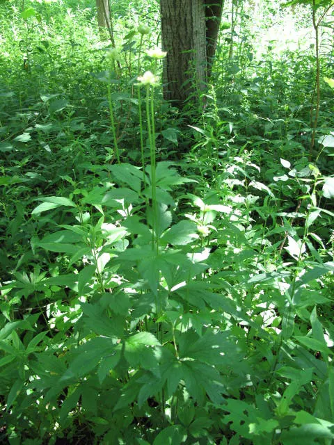 Tall Thimbleweed (Anemone Virginiana) — white flowers in the garden