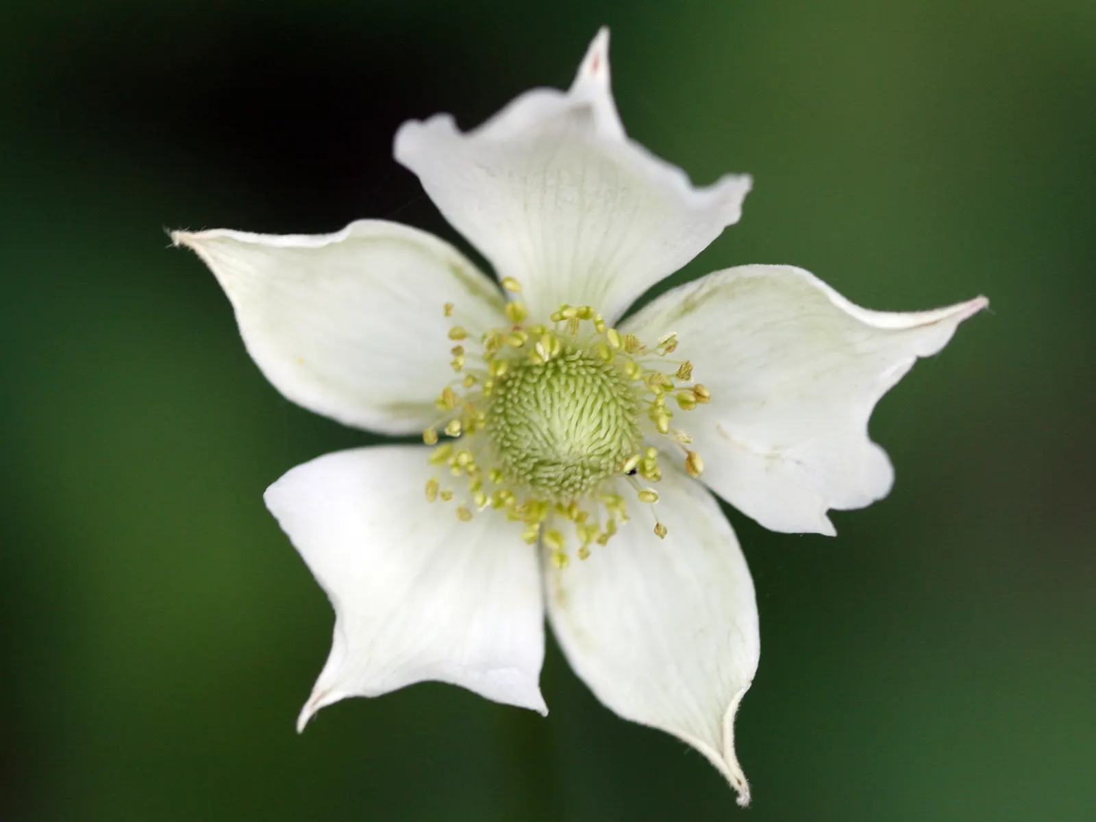 Tall Thimbleweed (Anemone Virginiana) — from full sun to partial shade; appear in late spring to early summer and provide a delightful display, image 59