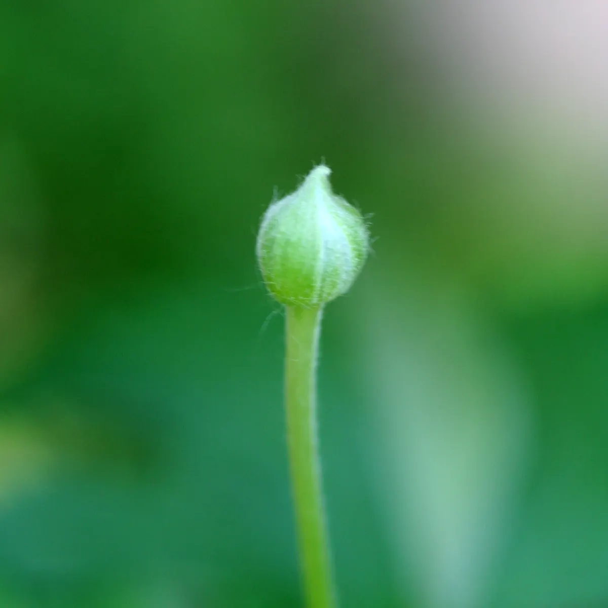 Tall Thimbleweed (Anemone Virginiana) — Growing to an approximate height of 2 to 3 feet with a spread of about 1 foot when fully mature; white flowers in the