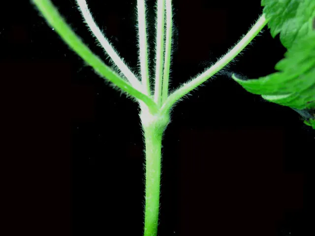 Tall Thimbleweed (Anemone Virginiana) — or as a backdrop for lower-growing perennials; this species of anemone is known for its charming yet subtle, image 45
