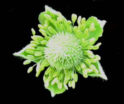 Tall Thimbleweed (Anemone Virginiana) — is a North American native perennial well-suited for the naturalistic landscape or wildflower garden, image 38