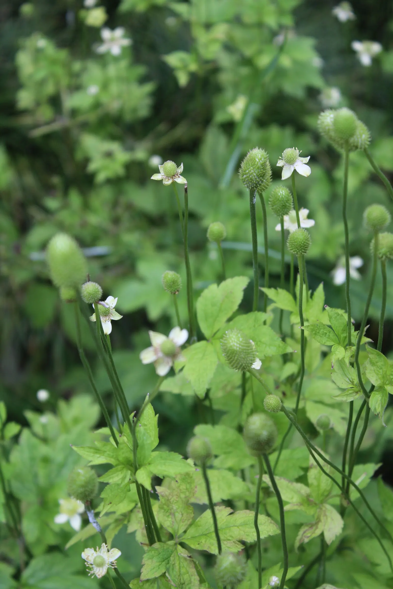 Tall Thimbleweed (Anemone Virginiana) — from full sun to partial shade; appear in late spring to early summer and provide a delightful display against the