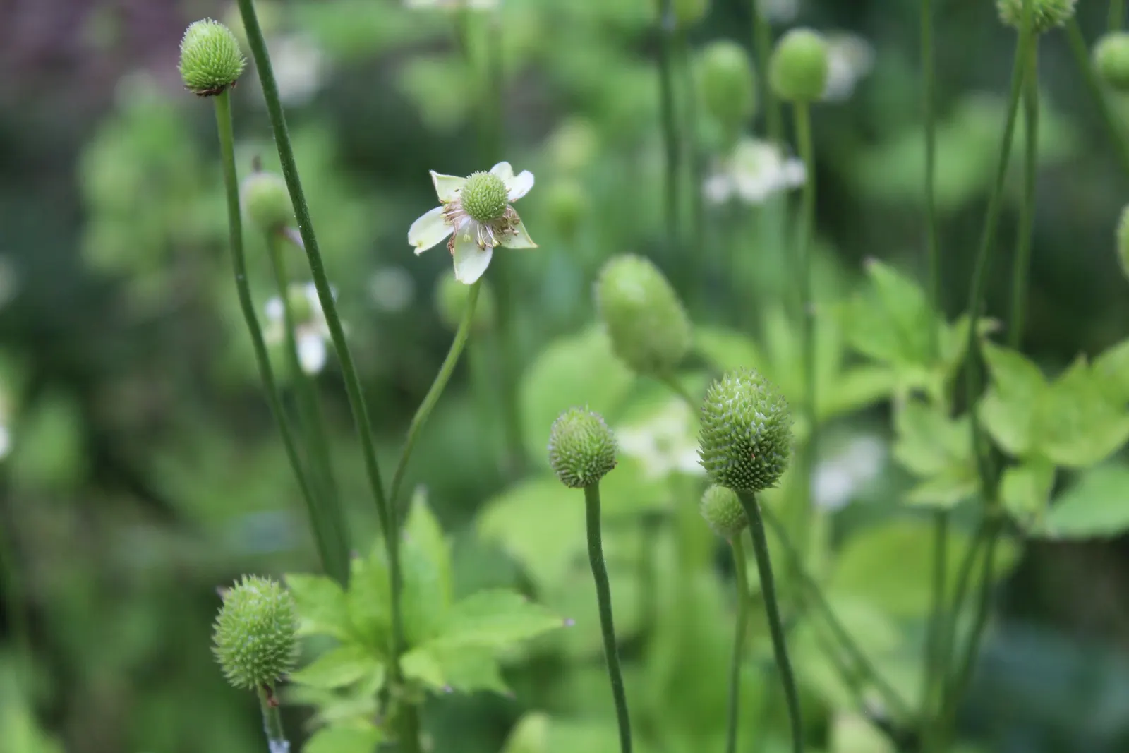 Tall Thimbleweed (Anemone Virginiana) — appear in late spring to early summer and provide a delightful display against the plant's lush foliage; leading to