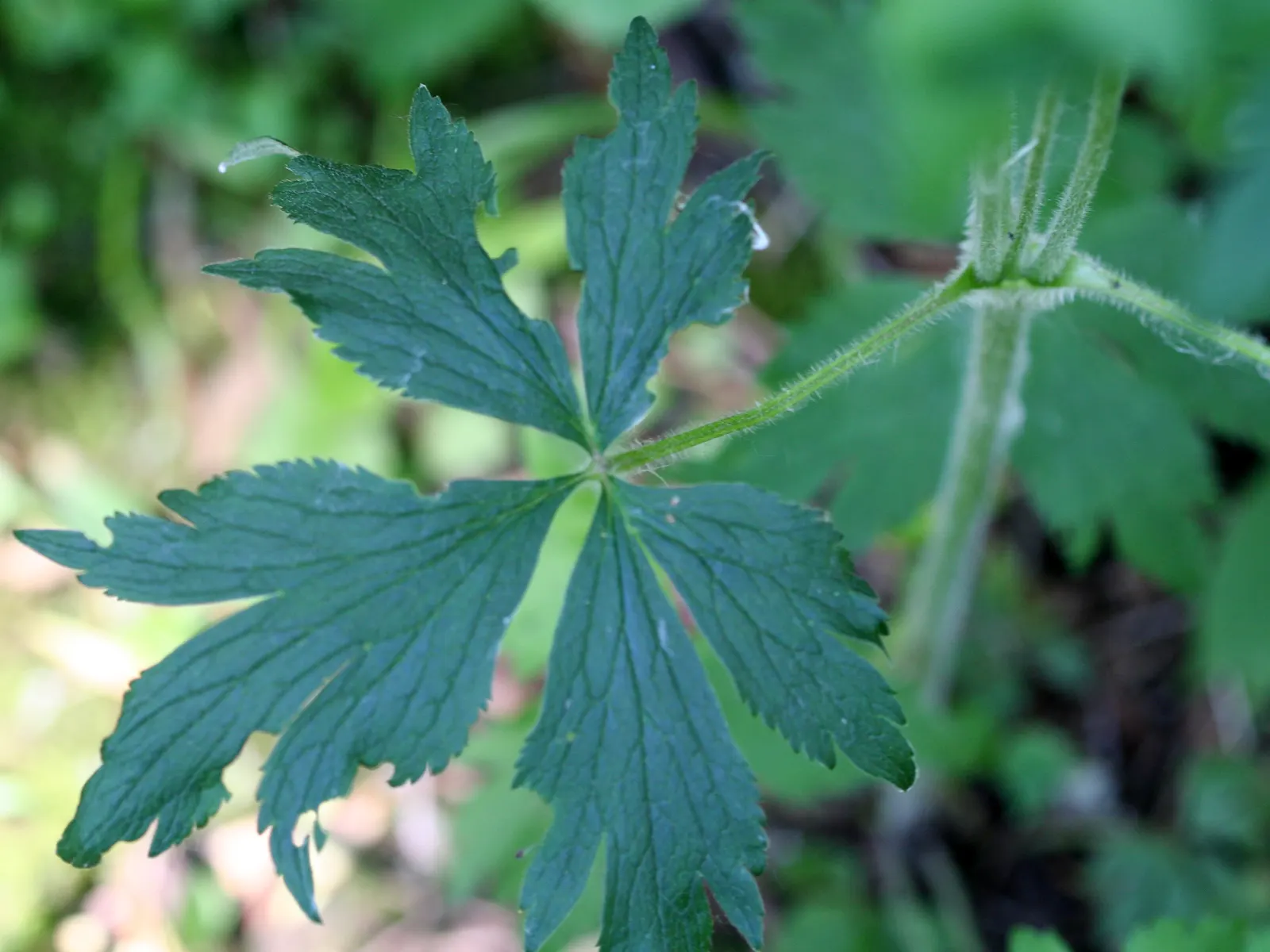 Tall Thimbleweed (Anemone Virginiana) — appear in late spring to early summer and provide a delightful display against the plant's lush foliage, image 42