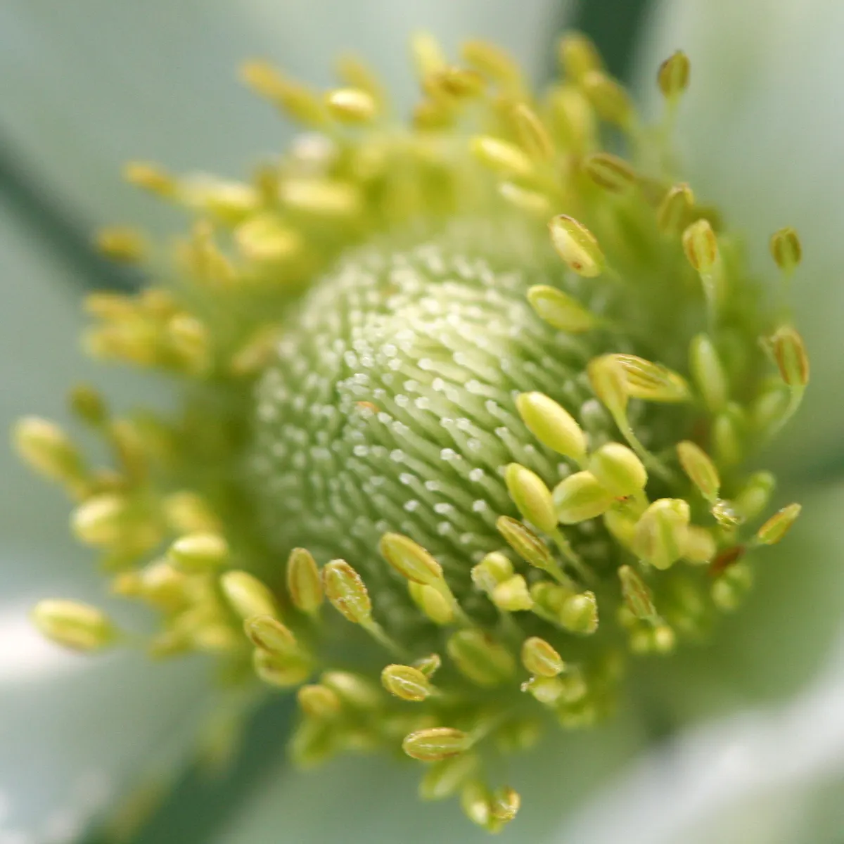 Tall Thimbleweed (Anemone Virginiana) — perennial for full or half
