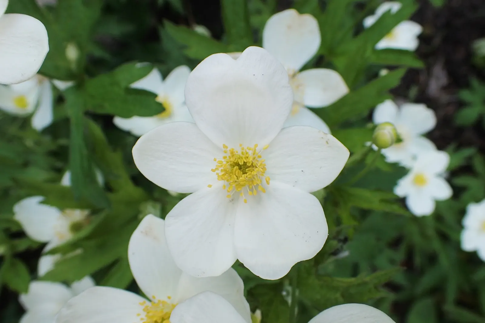 Tall Thimbleweed (Anemone Virginiana) — Ideal for naturalized areas, this hardy plant provides texture and interest to woodland gardens and borders