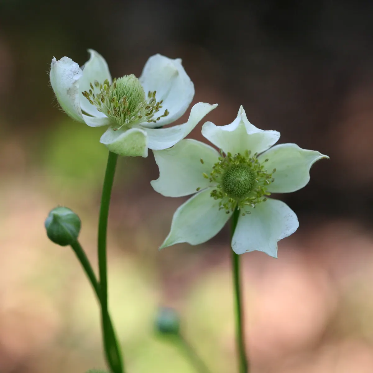 Tall Thimbleweed (Anemone Virginiana) — or as a backdrop for lower-growing perennials