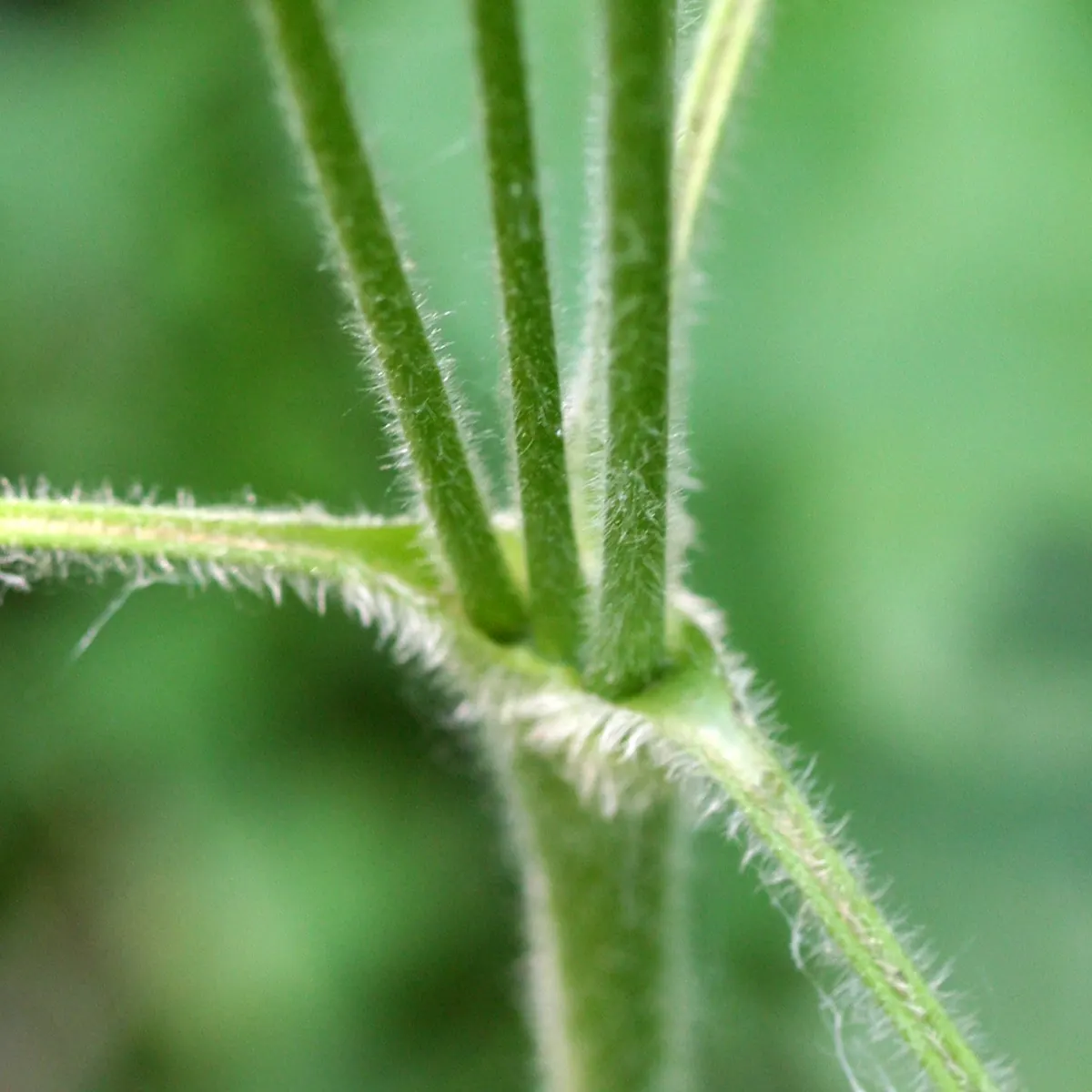 Tall Thimbleweed (Anemone Virginiana) — It thrives in USDA zones 3-8, preferring full sun to partial shade and well-drained soil; which typically measure