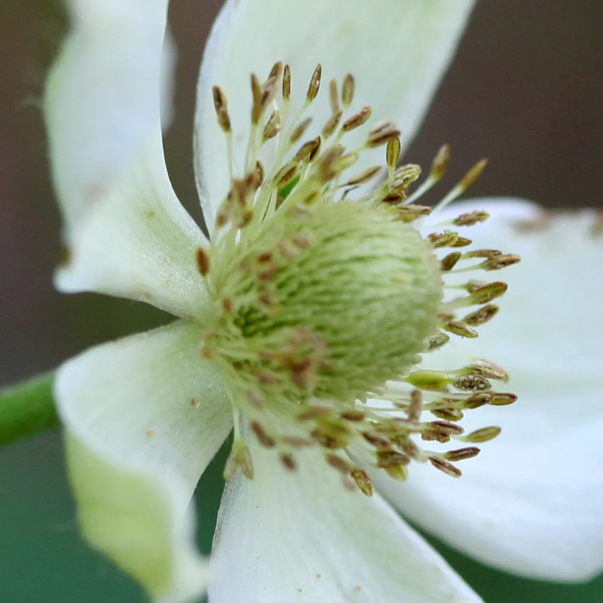 Tall Thimbleweed (Anemone Virginiana) — or as a backdrop for lower-growing perennials; this species of anemone is known for its charming yet subtle