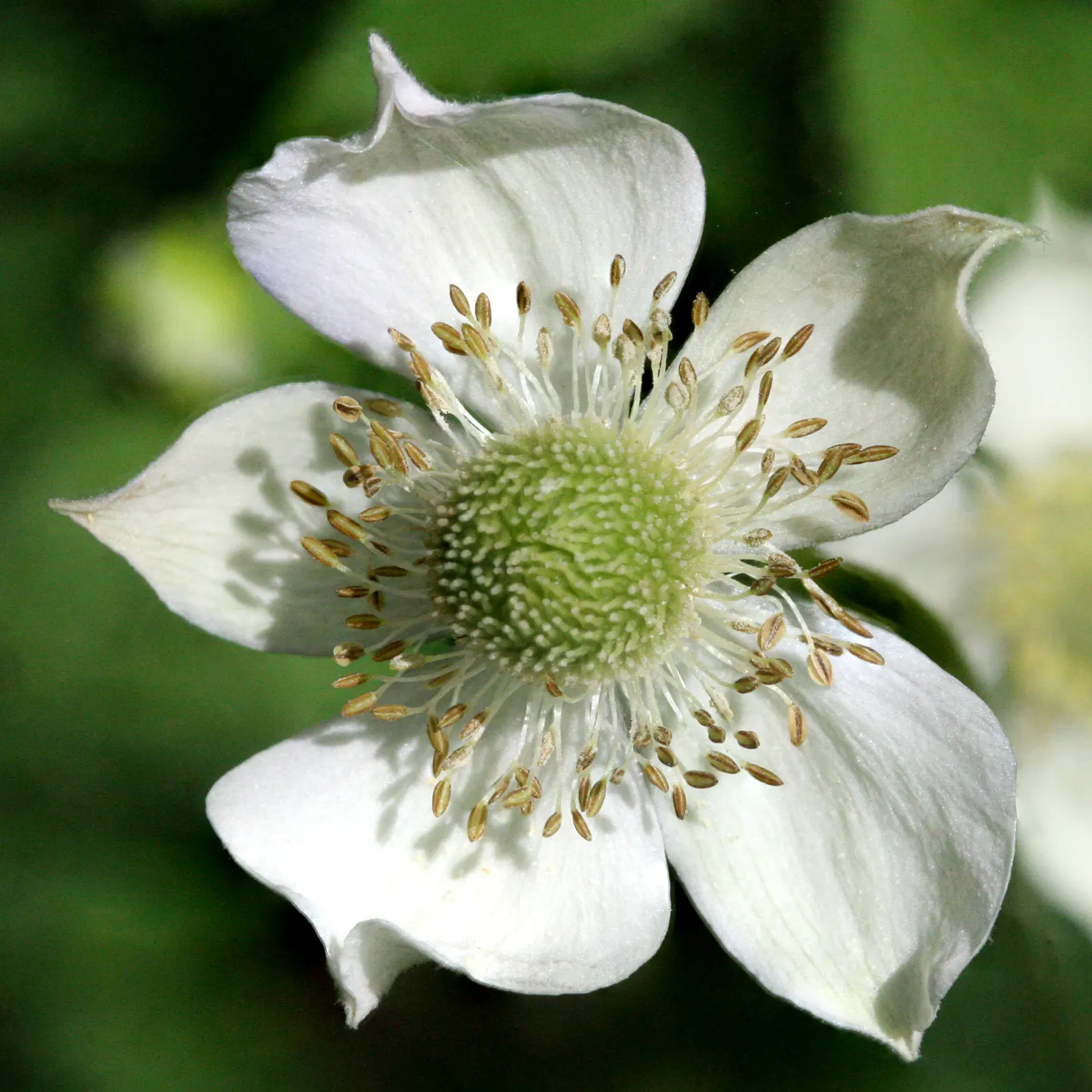 Tall Thimbleweed (Anemone Virginiana) — Tall Thimbleweed (Anemone virginiana) is a North American native perennial
