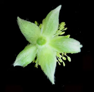 Tall Thimbleweed (Anemone Virginiana) — perennial with white blooms; is a North American native perennial well-suited for the naturalistic landscape or