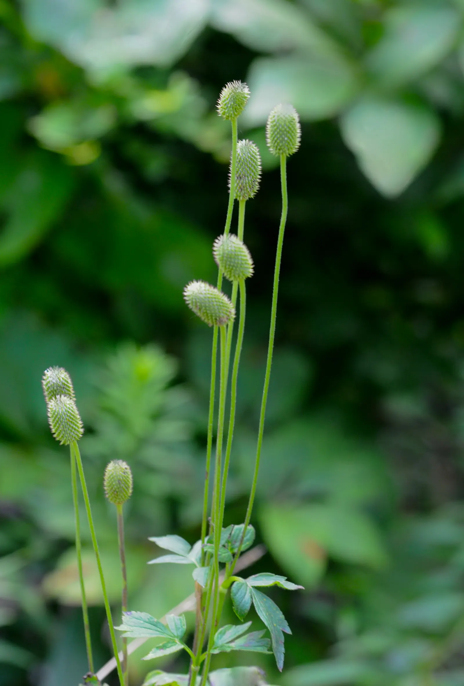 Tall Thimbleweed (Anemone Virginiana) — which typically measure around 1 to 2 inches across; its adaptability makes it a useful component in a, image 57