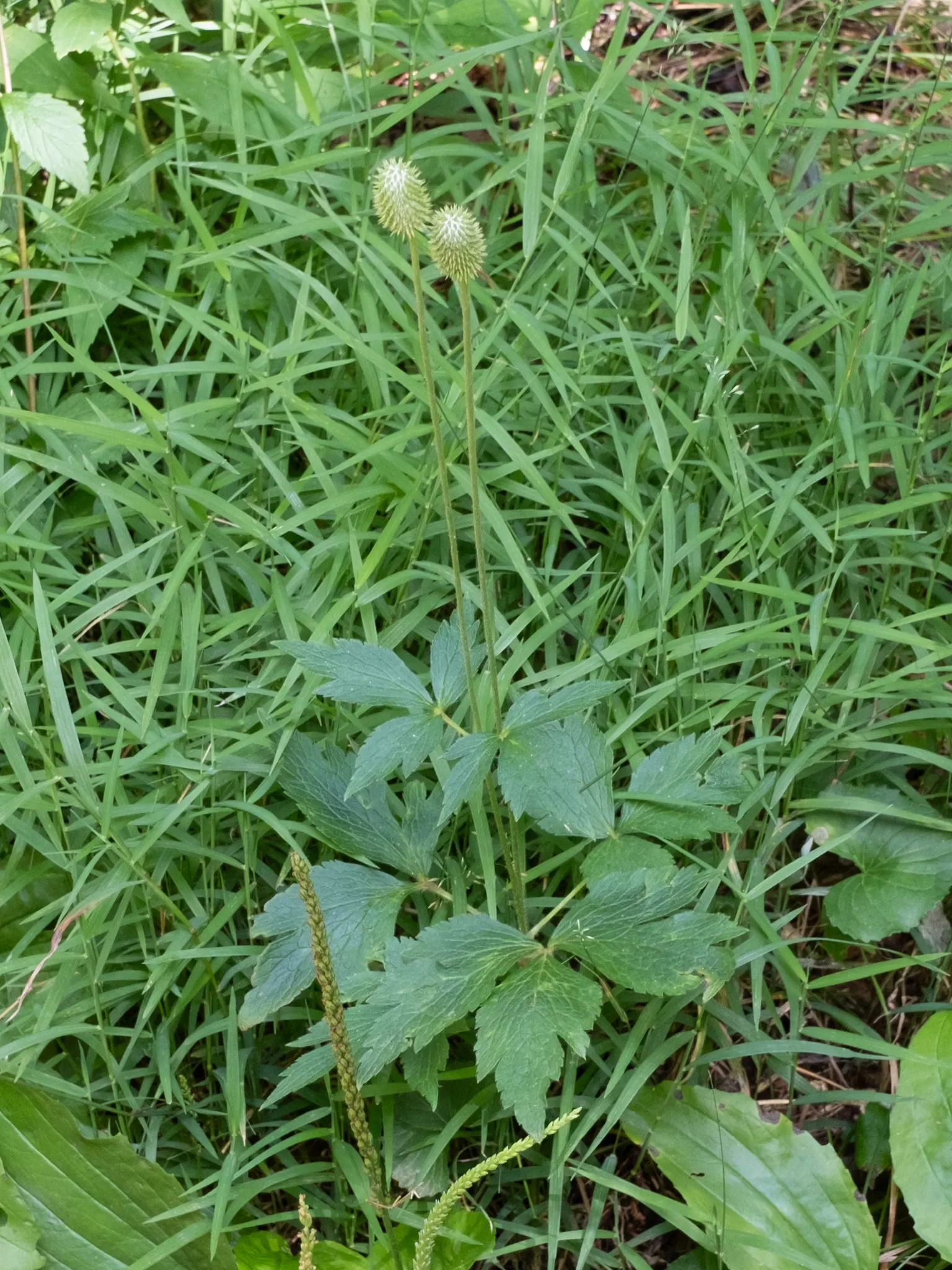 Tall Thimbleweed (Anemone Virginiana) — which typically measure around 1 to 2 inches across