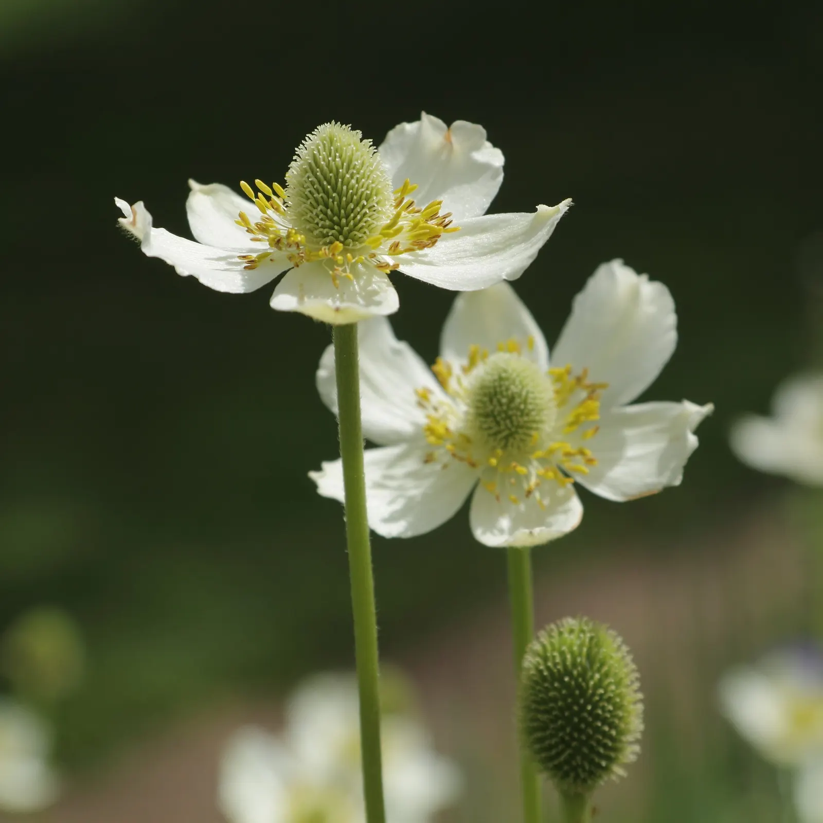 Tall Thimbleweed (Anemone Virginiana) — or as a backdrop for lower-growing perennials; this species of anemone is known for its charming yet subtle, image 61