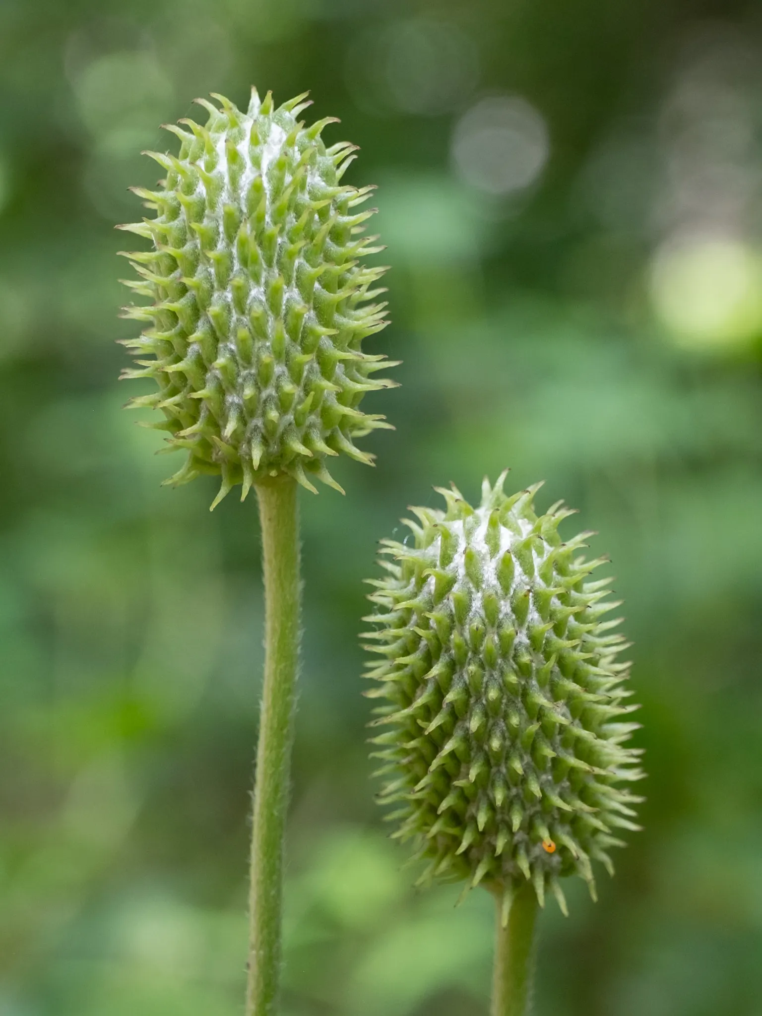 Tall Thimbleweed (Anemone Virginiana) — appear in late spring to early summer and provide a delightful display against the plant's lush foliage