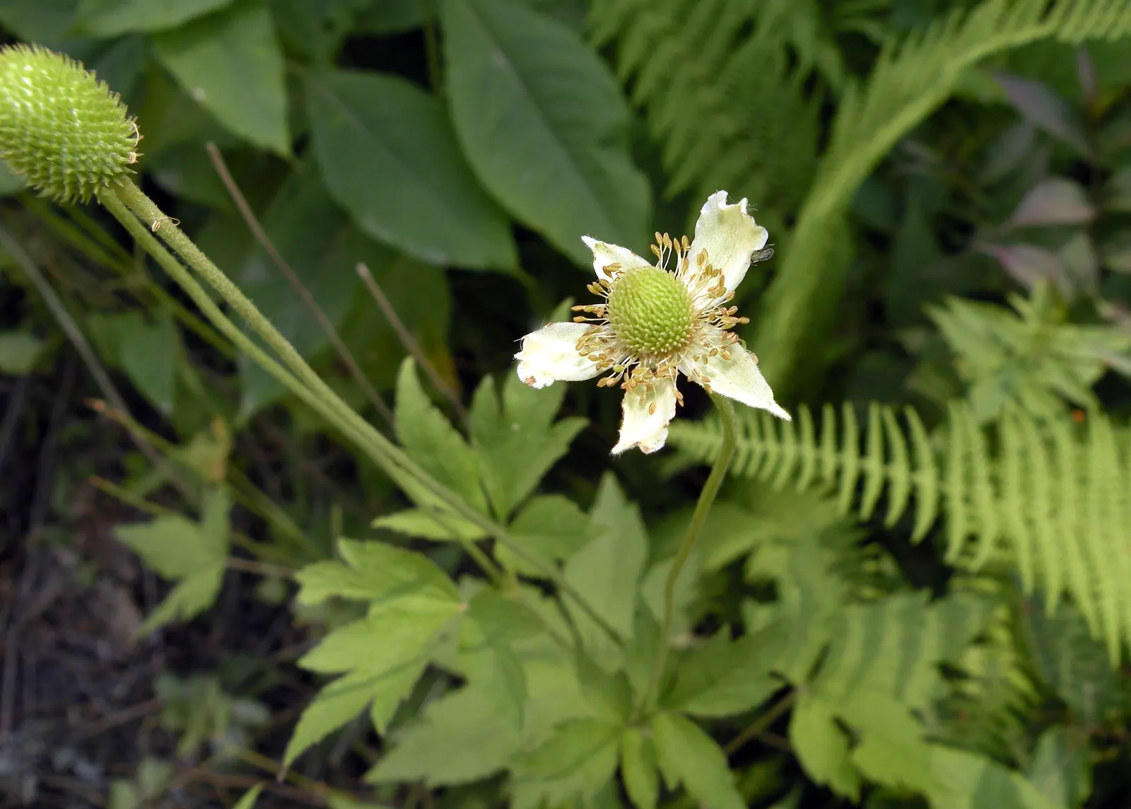 Tall Thimbleweed (Anemone Virginiana) — Ideal for naturalized areas, this hardy plant provides texture and interest to woodland gardens and, image 53
