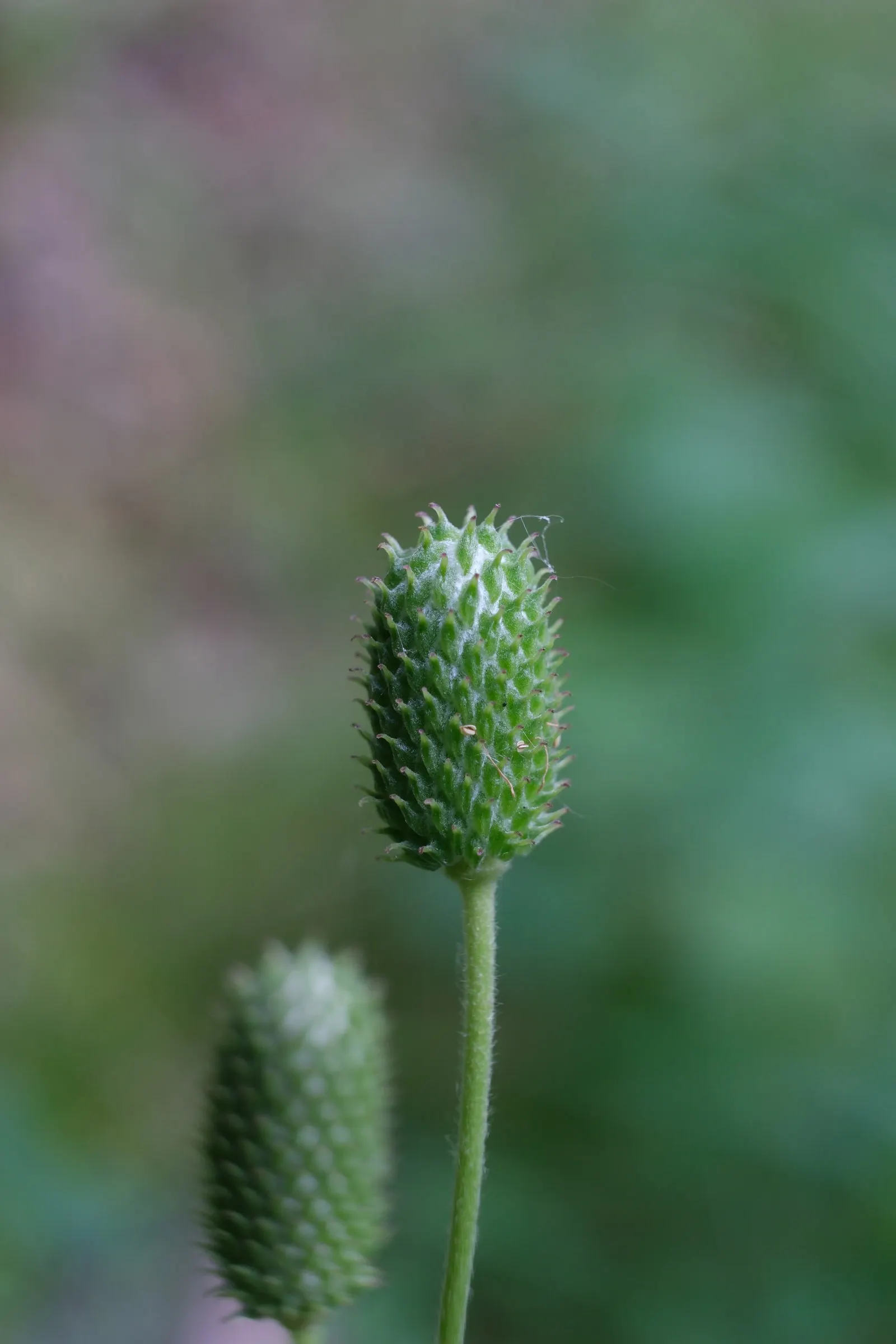 Tall Thimbleweed (Anemone Virginiana) — Tall Thimbleweed (Anemone virginiana) is a North American native perennial; it thrives in USDA zones 3-8, preferring