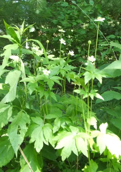 Tall Thimbleweed (Anemone Virginiana) — It thrives in USDA zones 3-8, preferring full sun to partial shade and well-drained soil