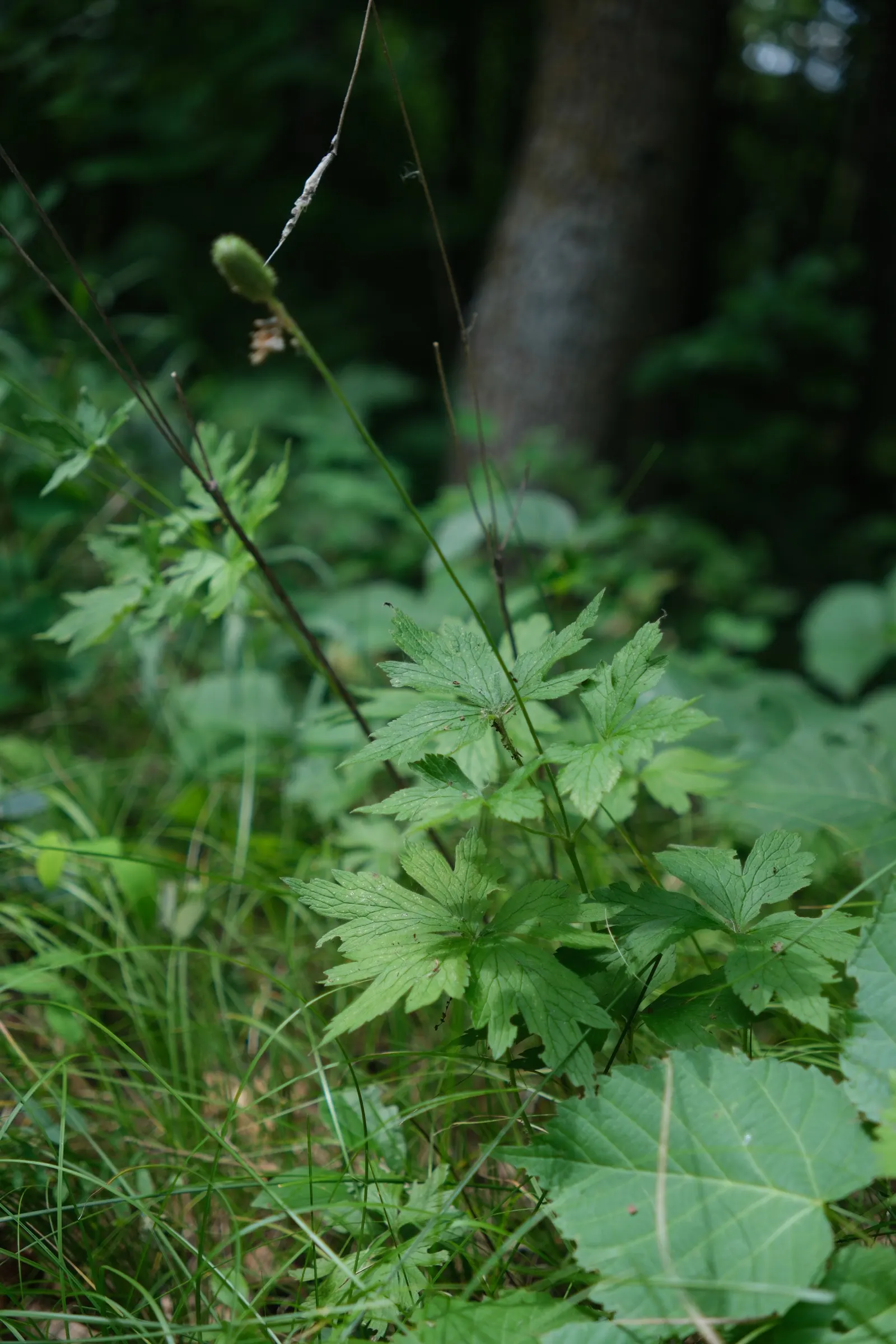 Tall Thimbleweed (Anemone Virginiana) — this species of anemone is known for its charming yet subtle appeal.<br><br>Featuring an upright habit; ideal for