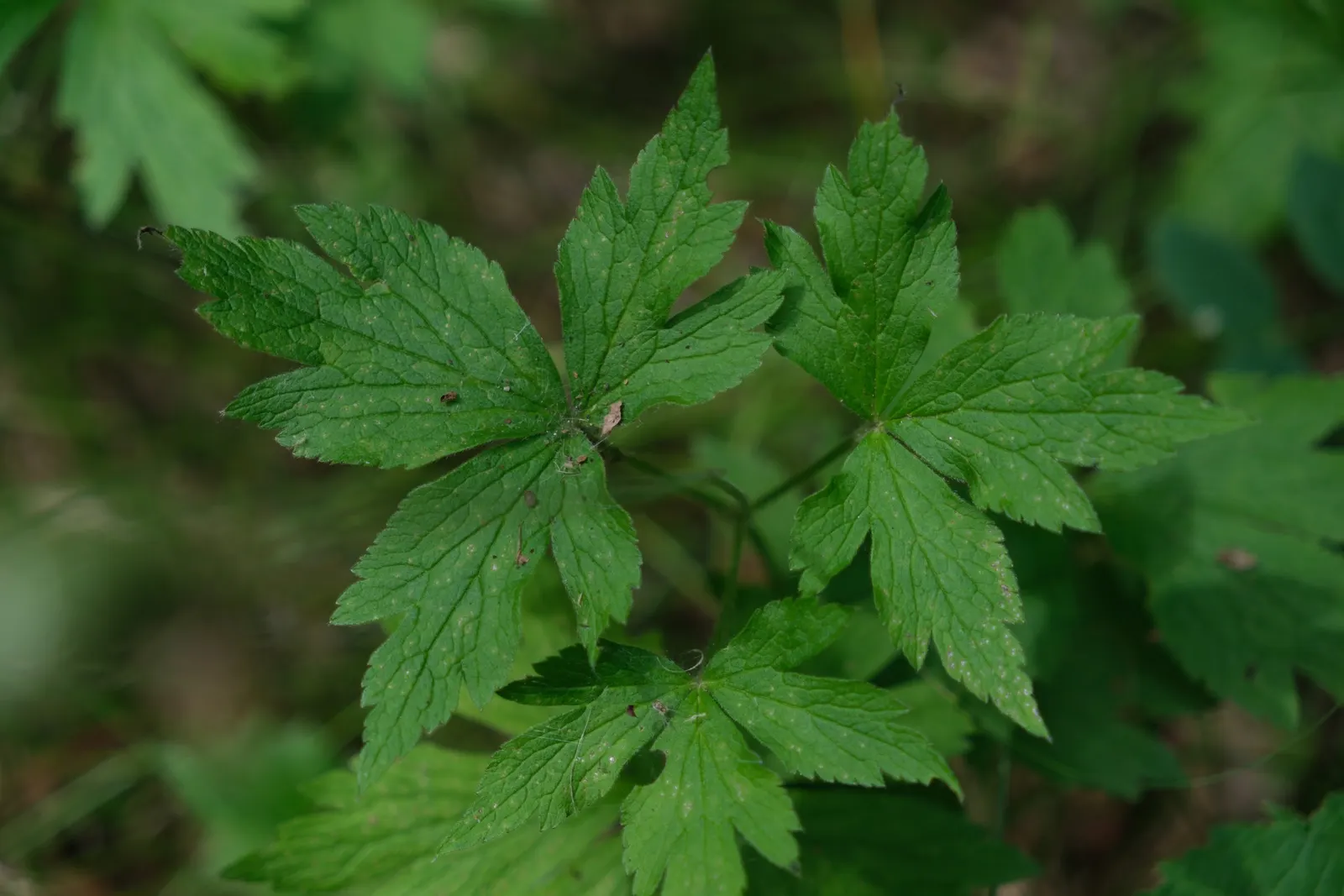 Tall Thimbleweed (Anemone Virginiana) — leading to unique thimble-shaped seed heads; it showcases deeply lobed leaves and white flowers in late spring to early