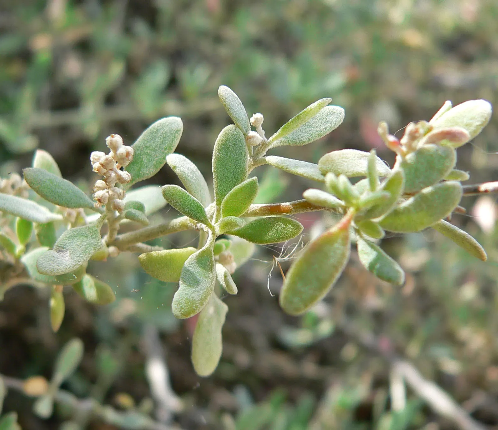 Creeping Australian Saltbush (Rhagodia Spinescens) — Creeping Australian Saltbush is an excellent choice