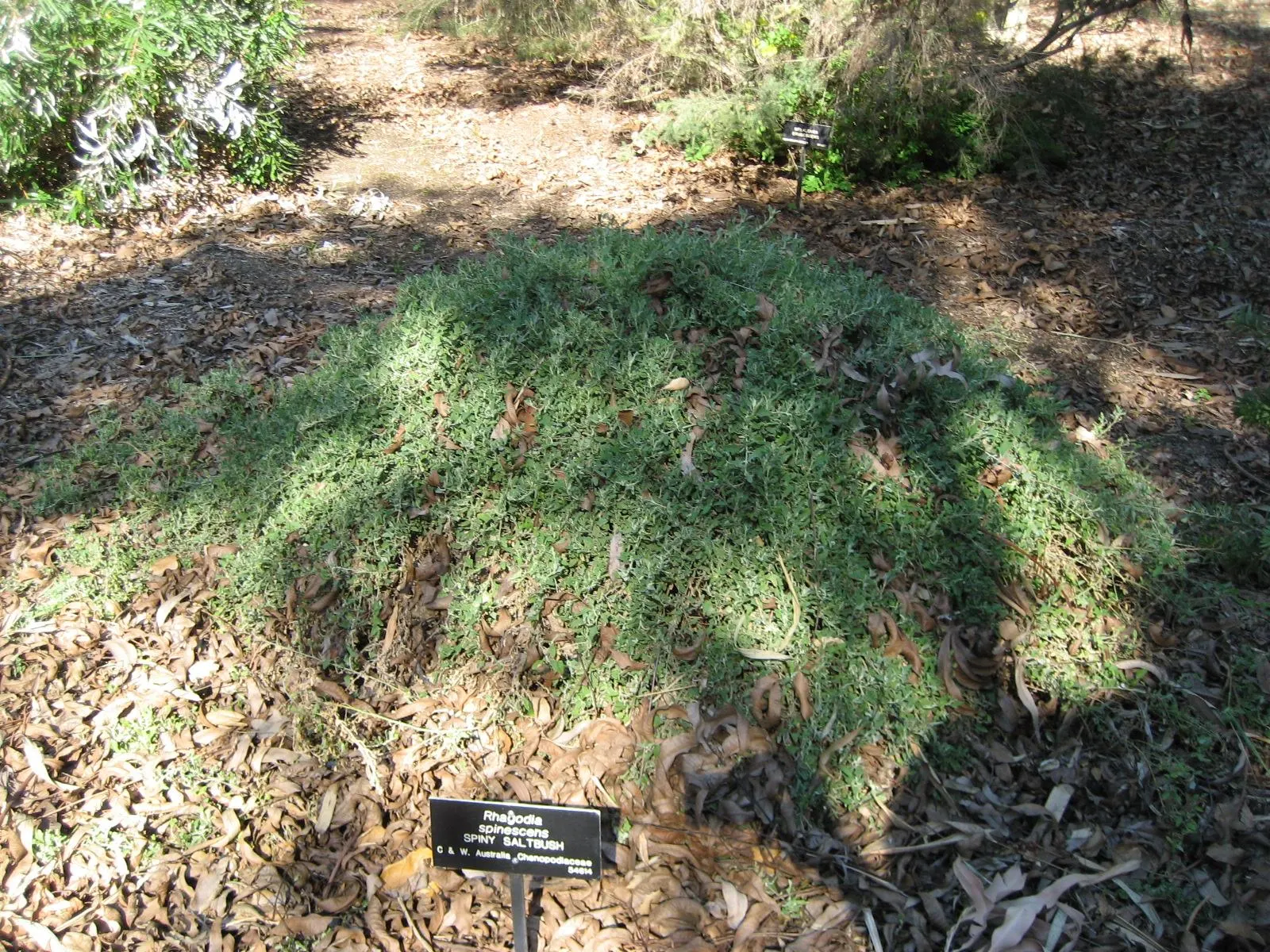 Creeping Australian Saltbush (Rhagodia Spinescens) — It's an excellent option for an environmentally conscious design that does not sacrifice aesthetic value