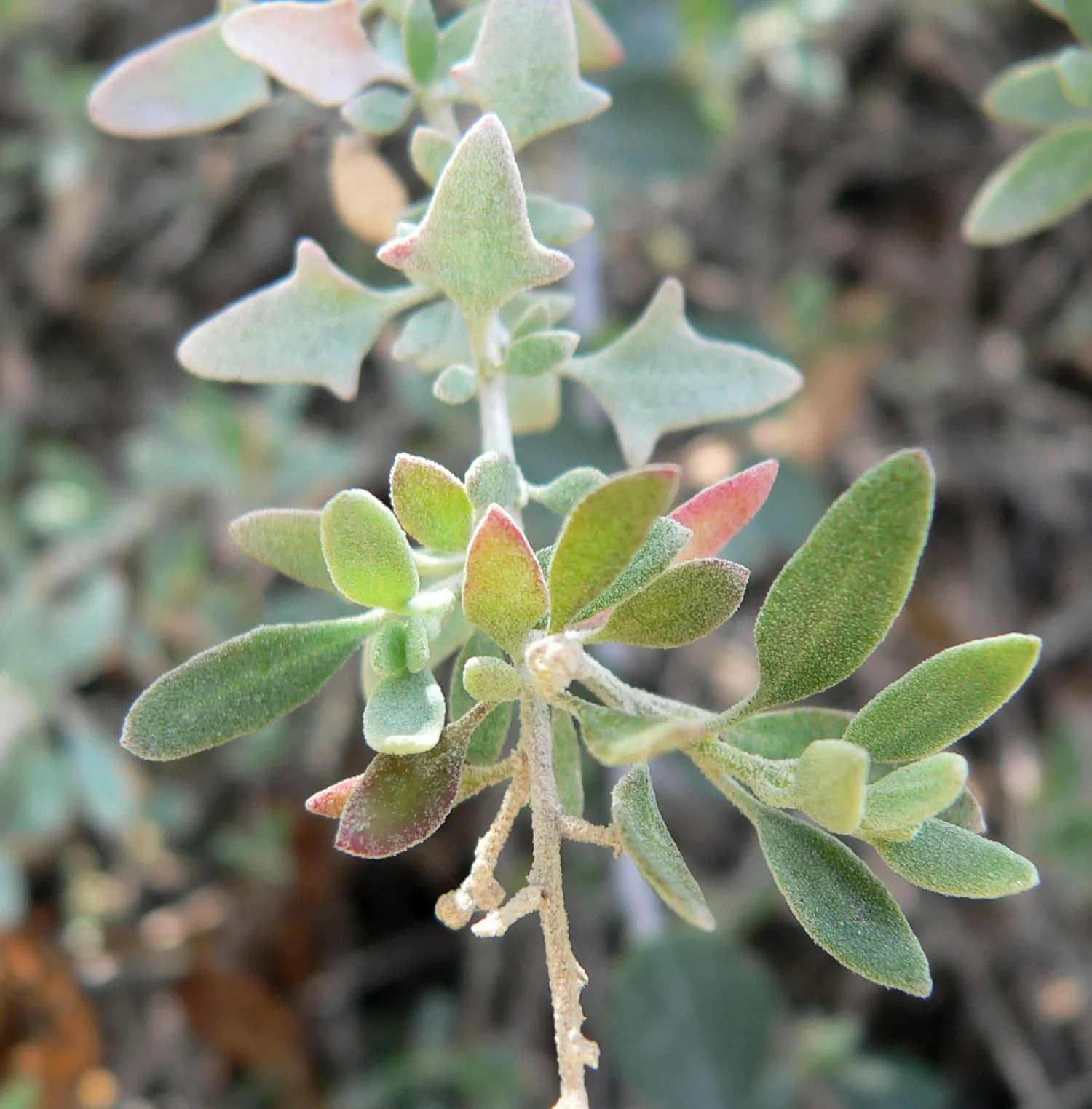Creeping Australian Saltbush (Rhagodia Spinescens) — It's highly tolerant of poor soils and saline conditions