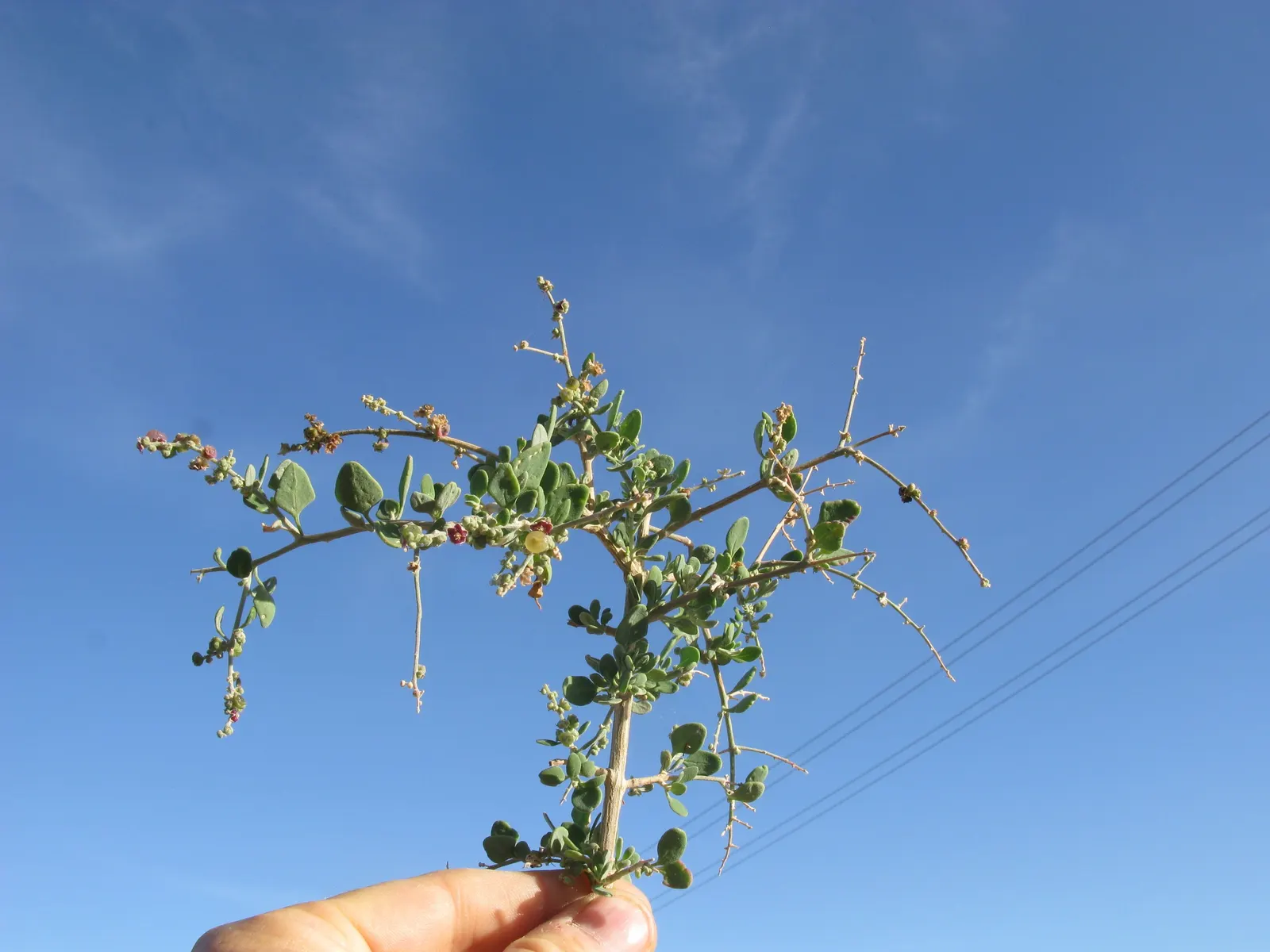 Creeping Australian Saltbush (Rhagodia Spinescens) — It boasts small, silvery-green foliage and thrives in full sun to partial shade, suitable for zones 9-11