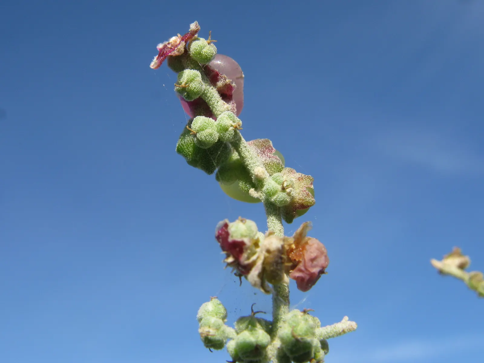 Creeping Australian Saltbush (Rhagodia Spinescens) — perennial / shrub for full or half