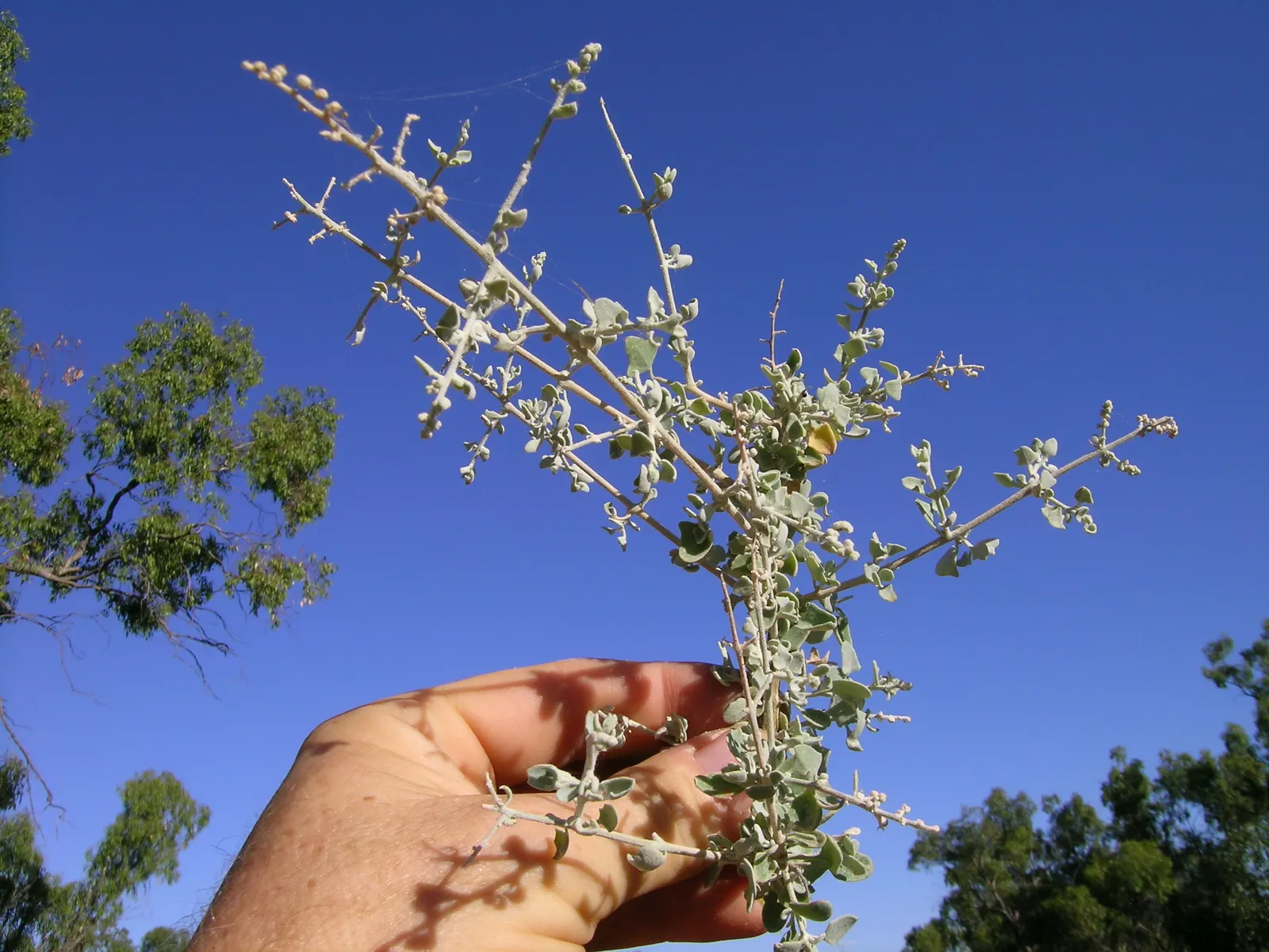 Creeping Australian Saltbush (Rhagodia Spinescens) — Creeping Australian Saltbush (Rhagodia spinescens) is a hardy groundcover ideal for low-water, image 22