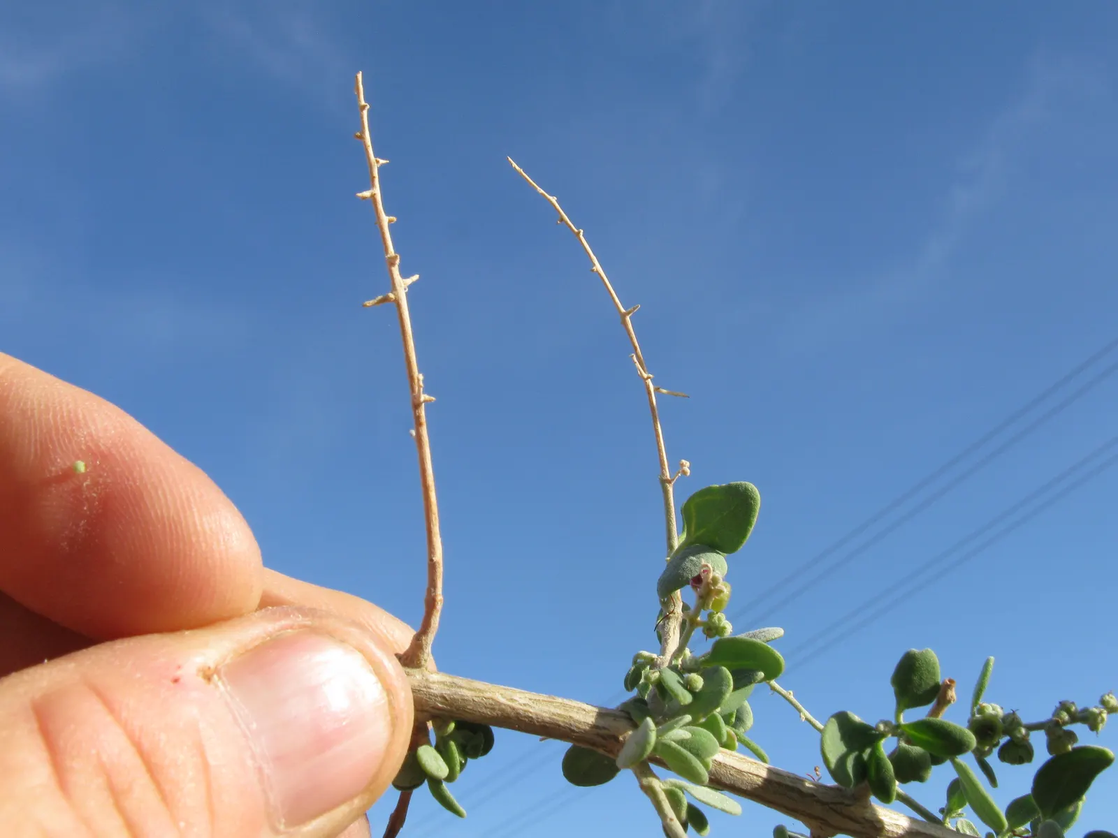 Creeping Australian Saltbush (Rhagodia Spinescens) — consider areas with full sun to partial shade and well-drained soils