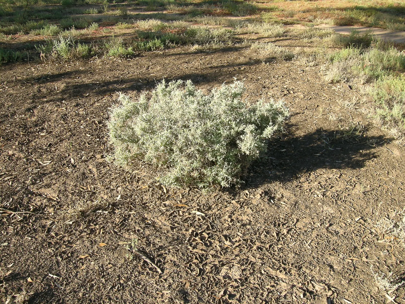 Creeping Australian Saltbush (Rhagodia Spinescens) — inconspicuous flowers may appear year-round depending on the climate