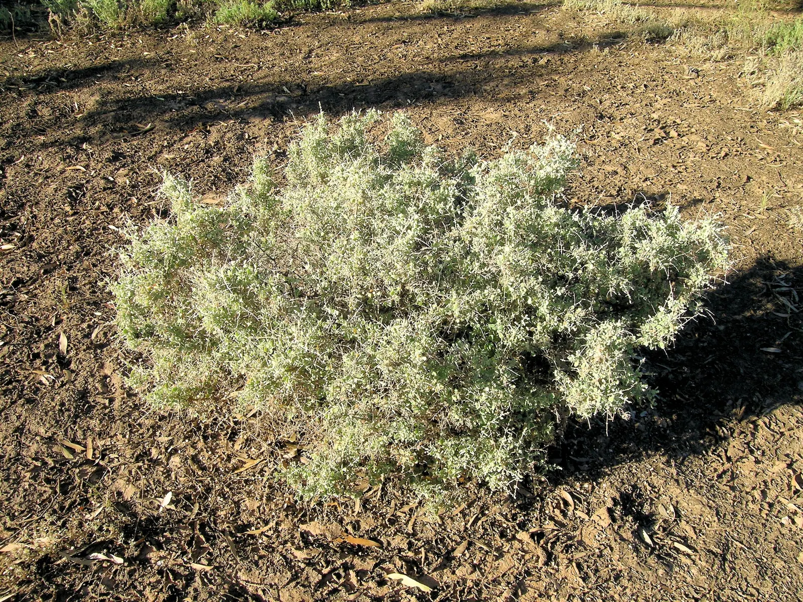 Creeping Australian Saltbush (Rhagodia Spinescens) — characterized by its dense