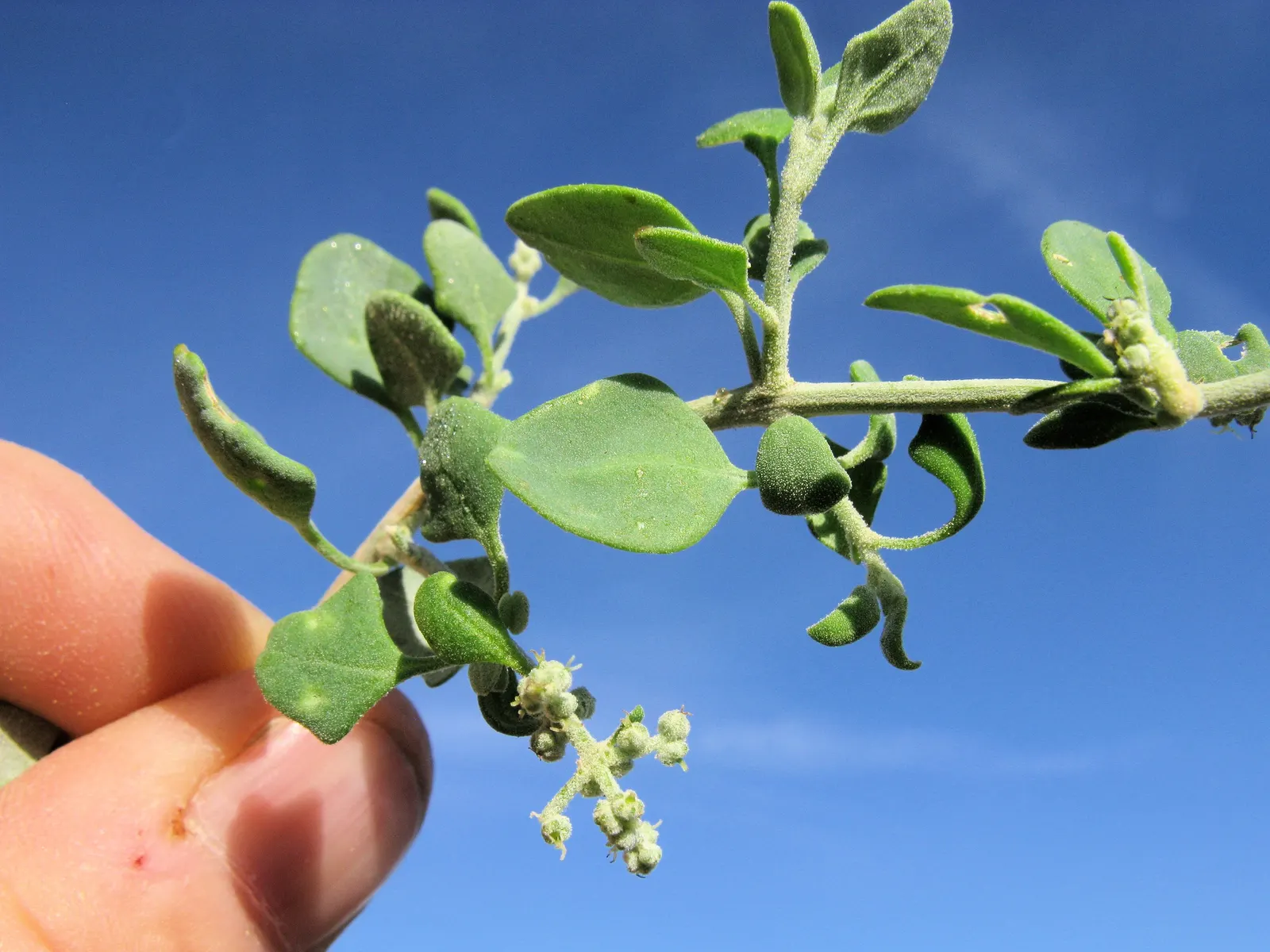 Creeping Australian Saltbush (Rhagodia Spinescens) — This drought-tolerant plant can spread up to 5 feet, with a height of about 6 inches; and can offer a