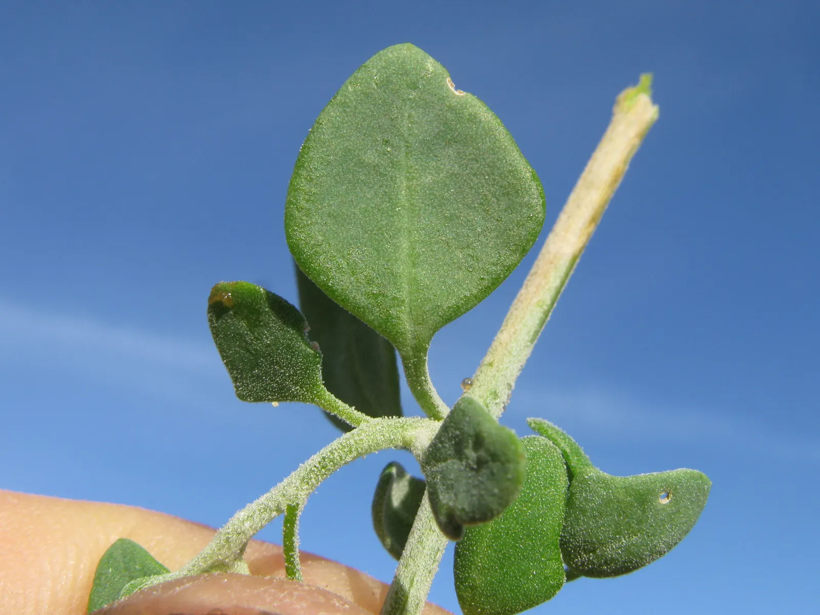 Creeping Australian Saltbush (Rhagodia Spinescens) — Creeping Australian Saltbush (Rhagodia spinescens) is a hardy groundcover ideal for low-water landscapes