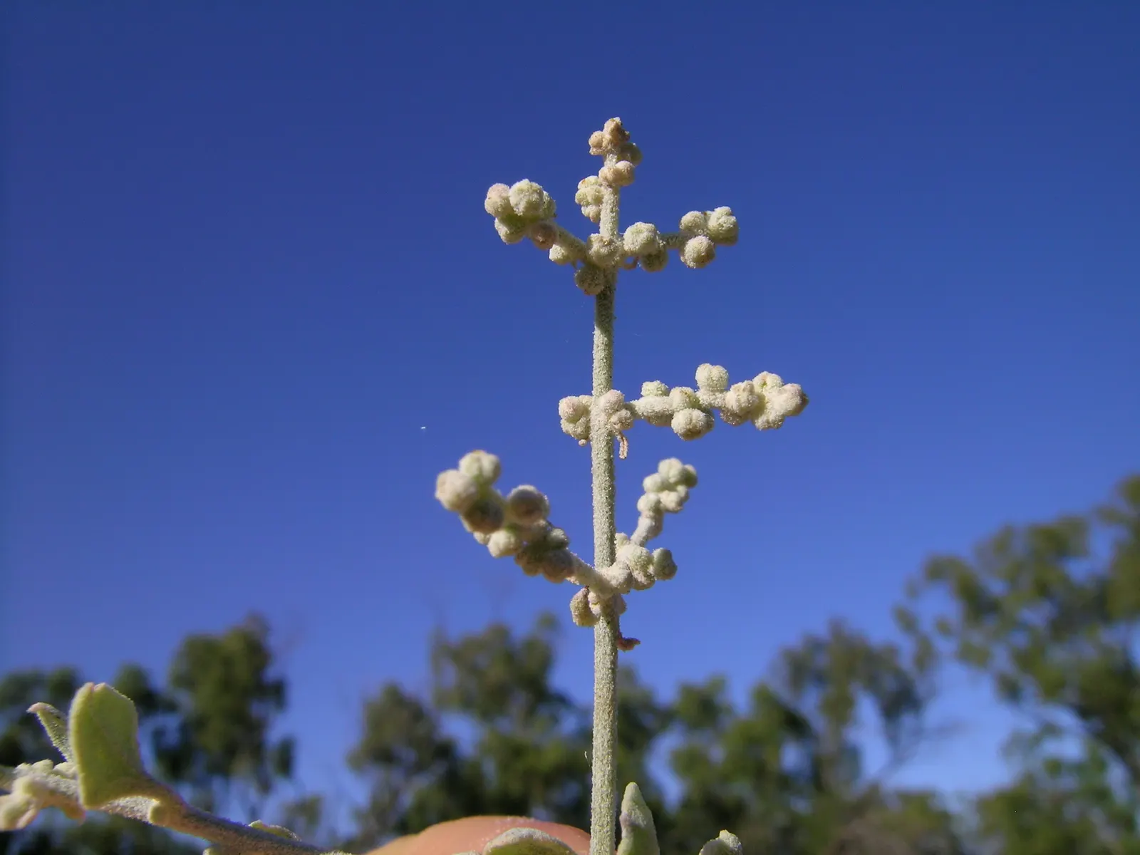 Creeping Australian Saltbush (Rhagodia Spinescens) — This hardy groundcover is prized for its ability to thrive in difficult conditions