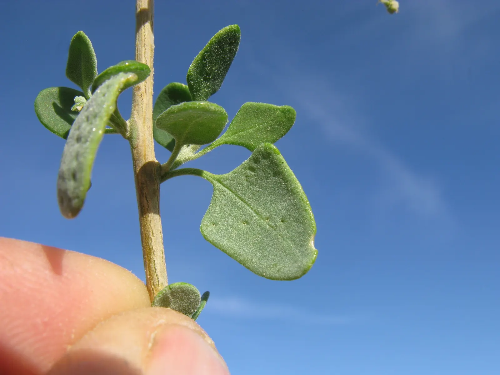 Creeping Australian Saltbush (Rhagodia Spinescens) — and its ability to tolerate salt-laden winds is a boon for seaside plantings