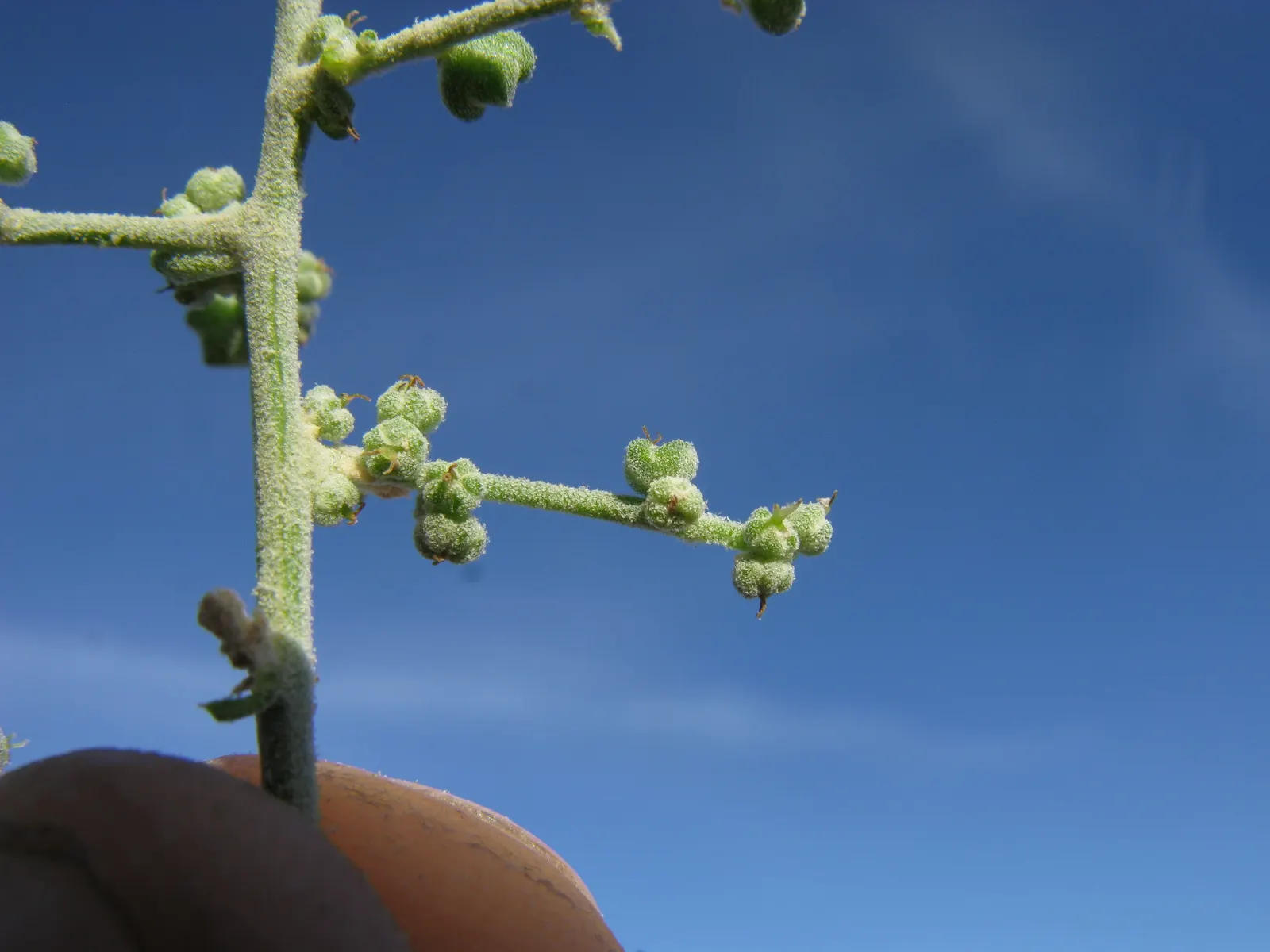 Creeping Australian Saltbush (Rhagodia Spinescens) — This plant is also drought-tolerant once established