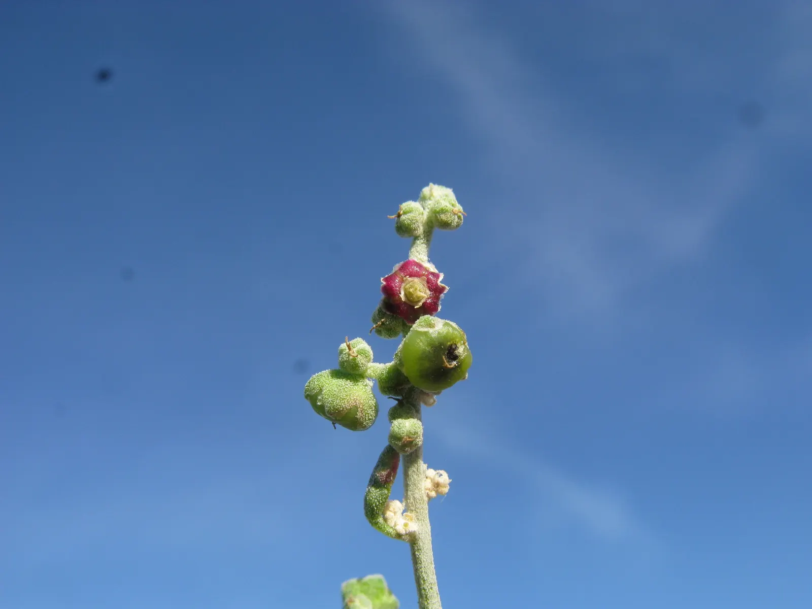 Creeping Australian Saltbush (Rhagodia Spinescens) — more commonly known as Creeping Australian Saltbush