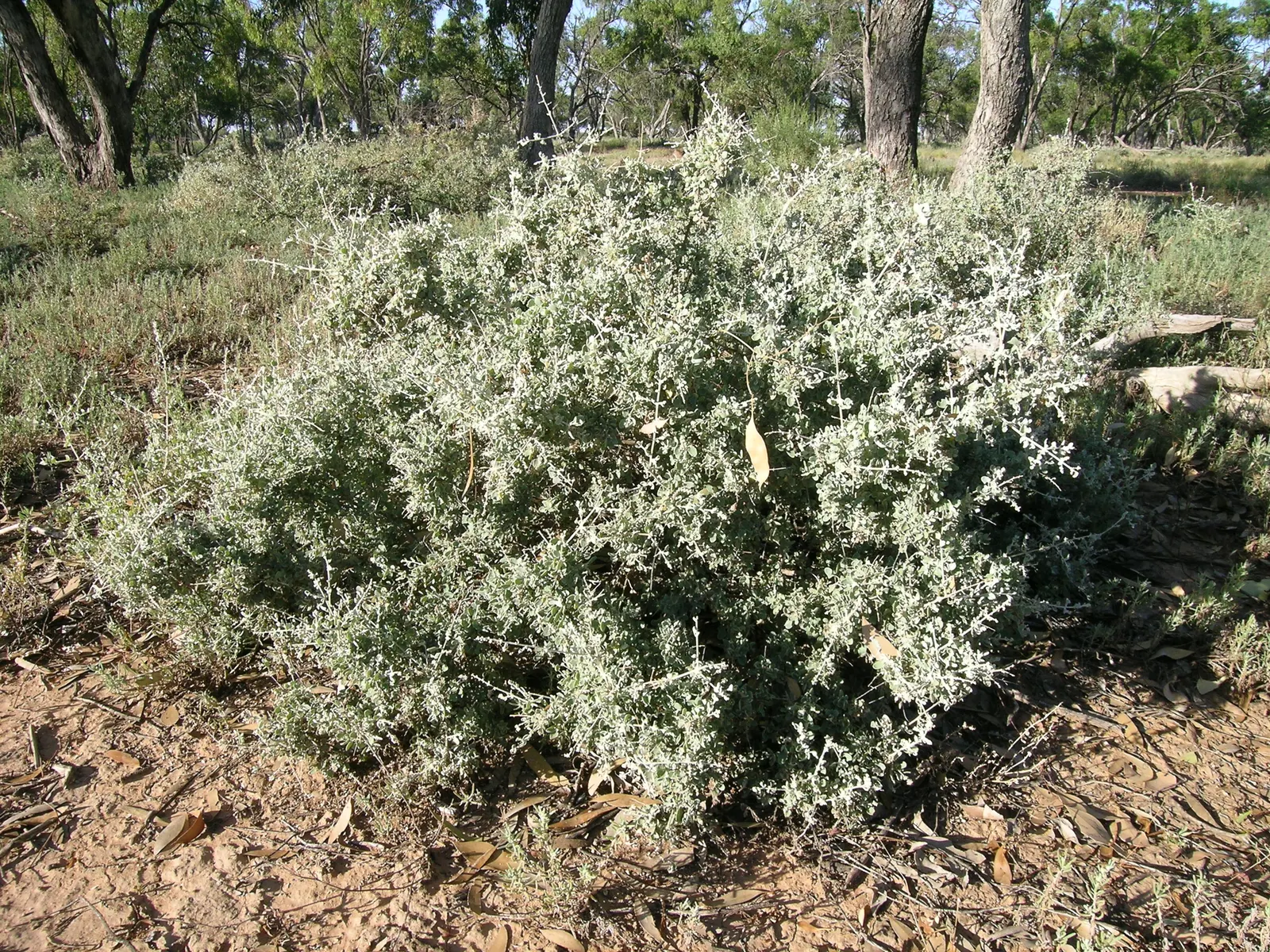 Creeping Australian Saltbush (Rhagodia Spinescens) — Its ground-covering nature helps reduce soil erosion