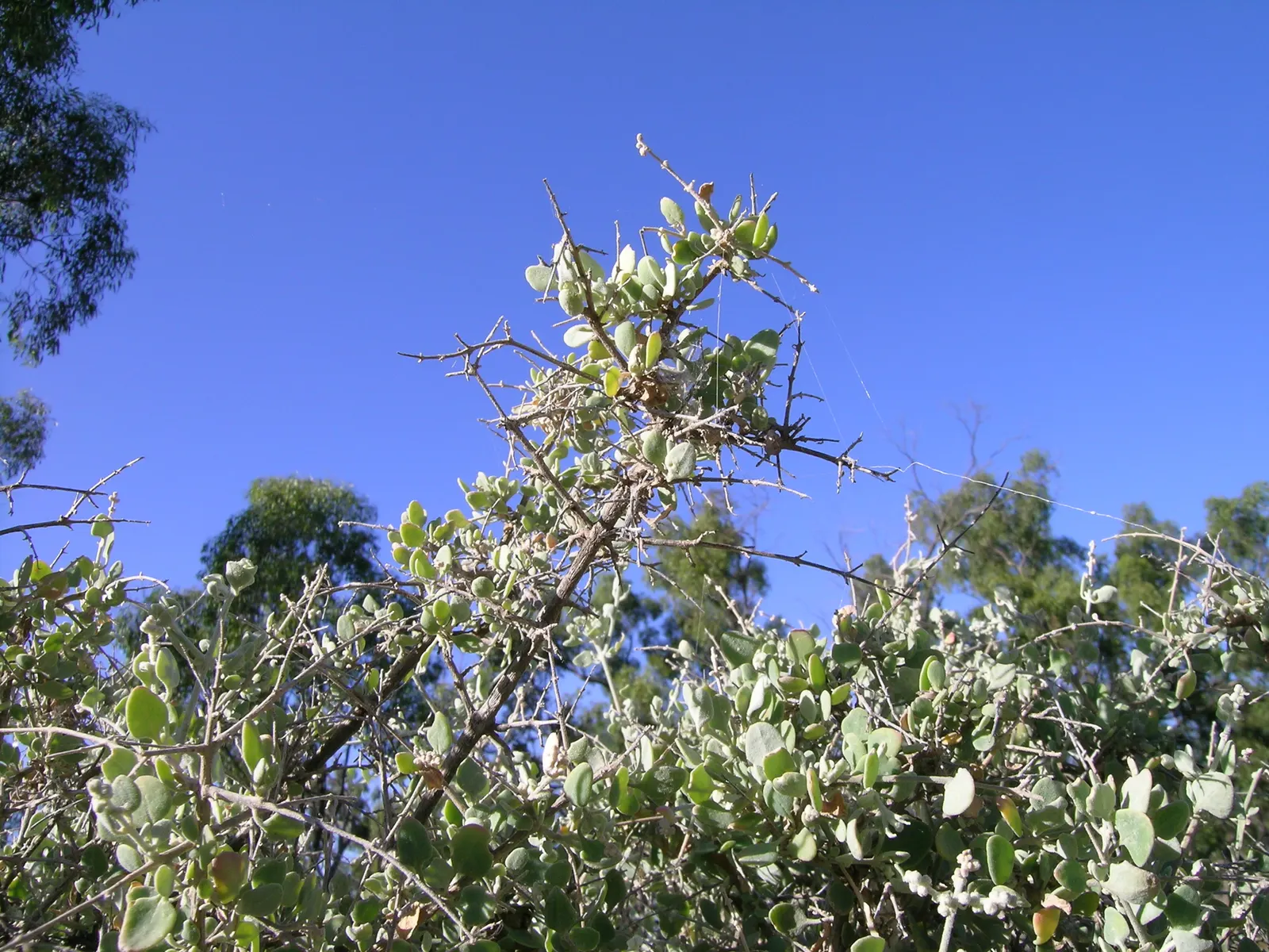 Creeping Australian Saltbush (Rhagodia Spinescens) — making it ideal for coastal environments or garden spots with challenging conditions