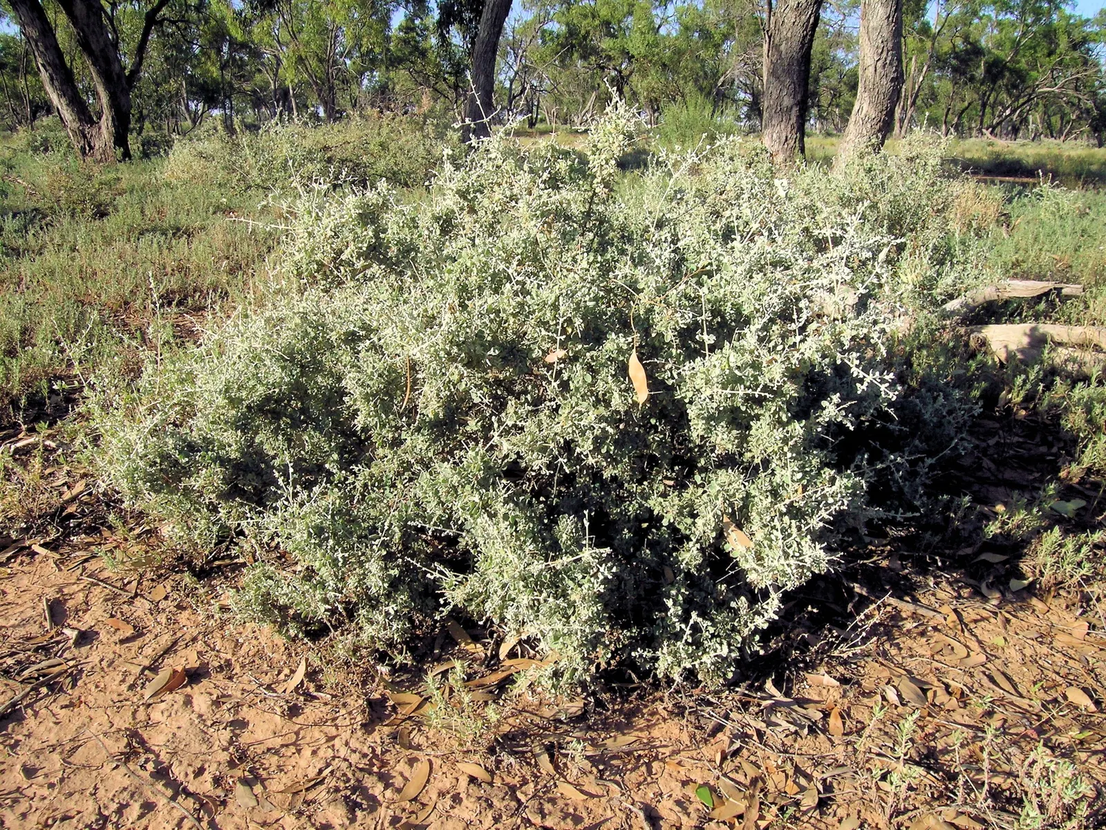 Creeping Australian Saltbush (Rhagodia Spinescens) — and can offer a unique texture amidst other greenery