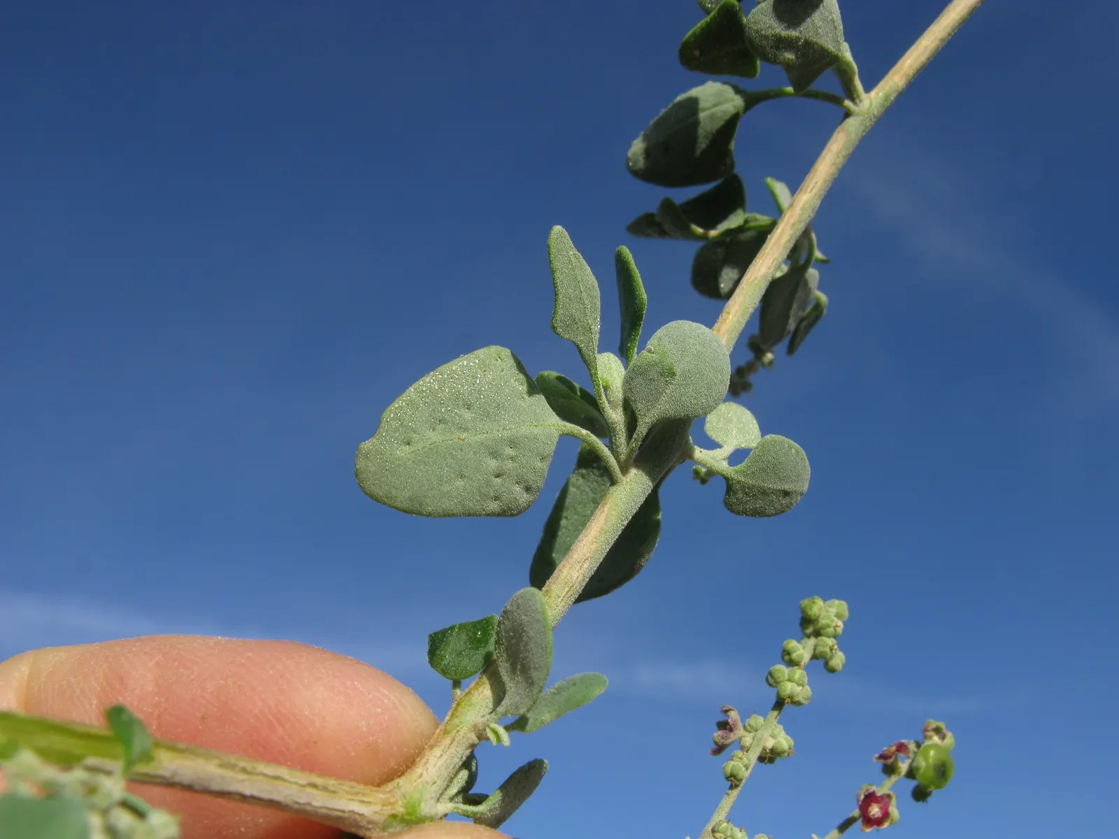 Creeping Australian Saltbush (Rhagodia Spinescens) — making it a versatile choice for erosion control or as a foliage accent